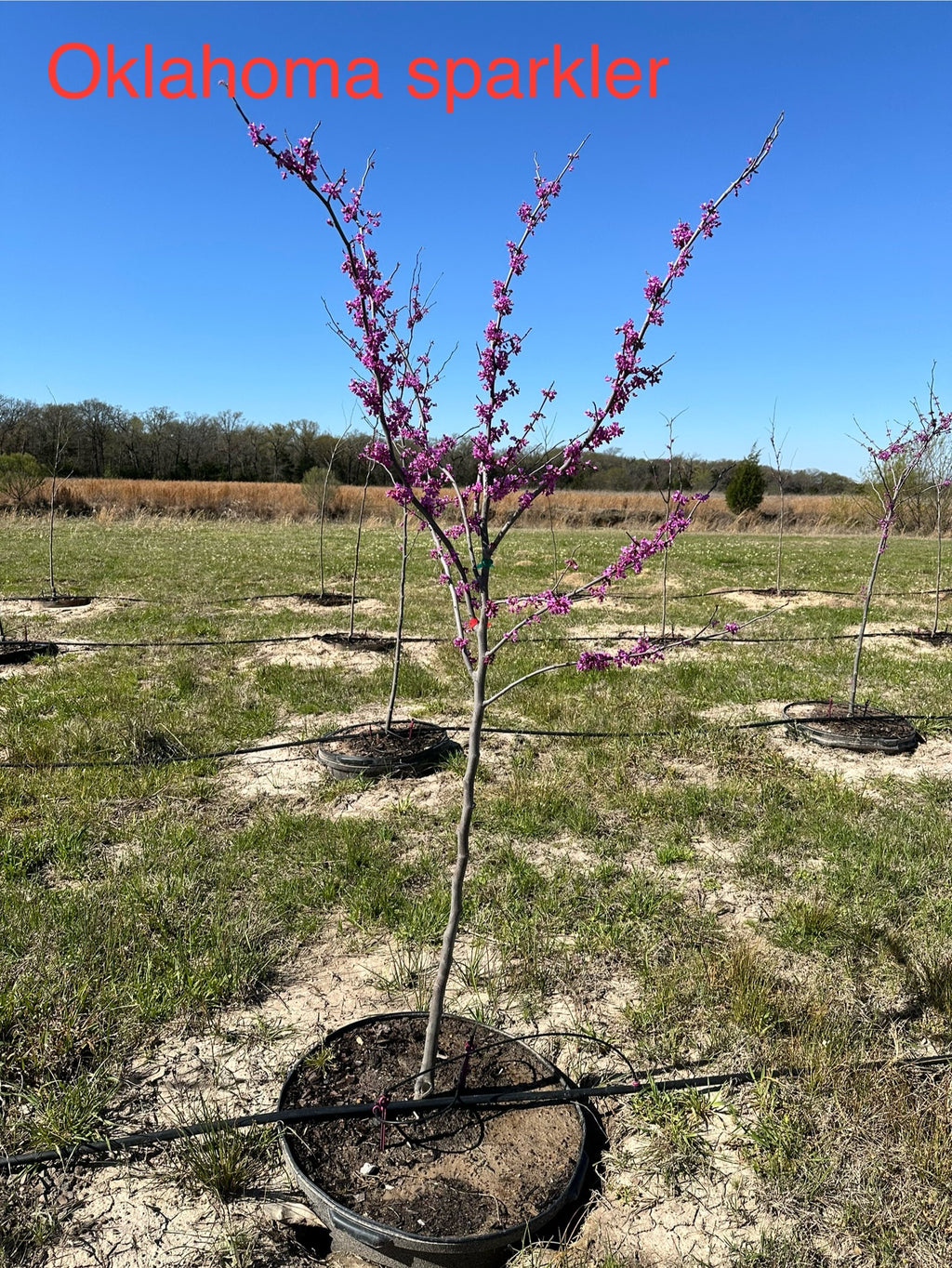 Oklahoma Sparkler Redbud