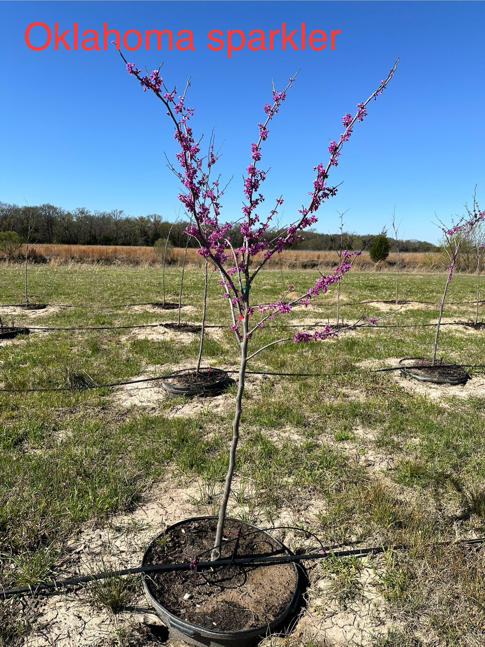 Oklahoma Sparkler Redbud