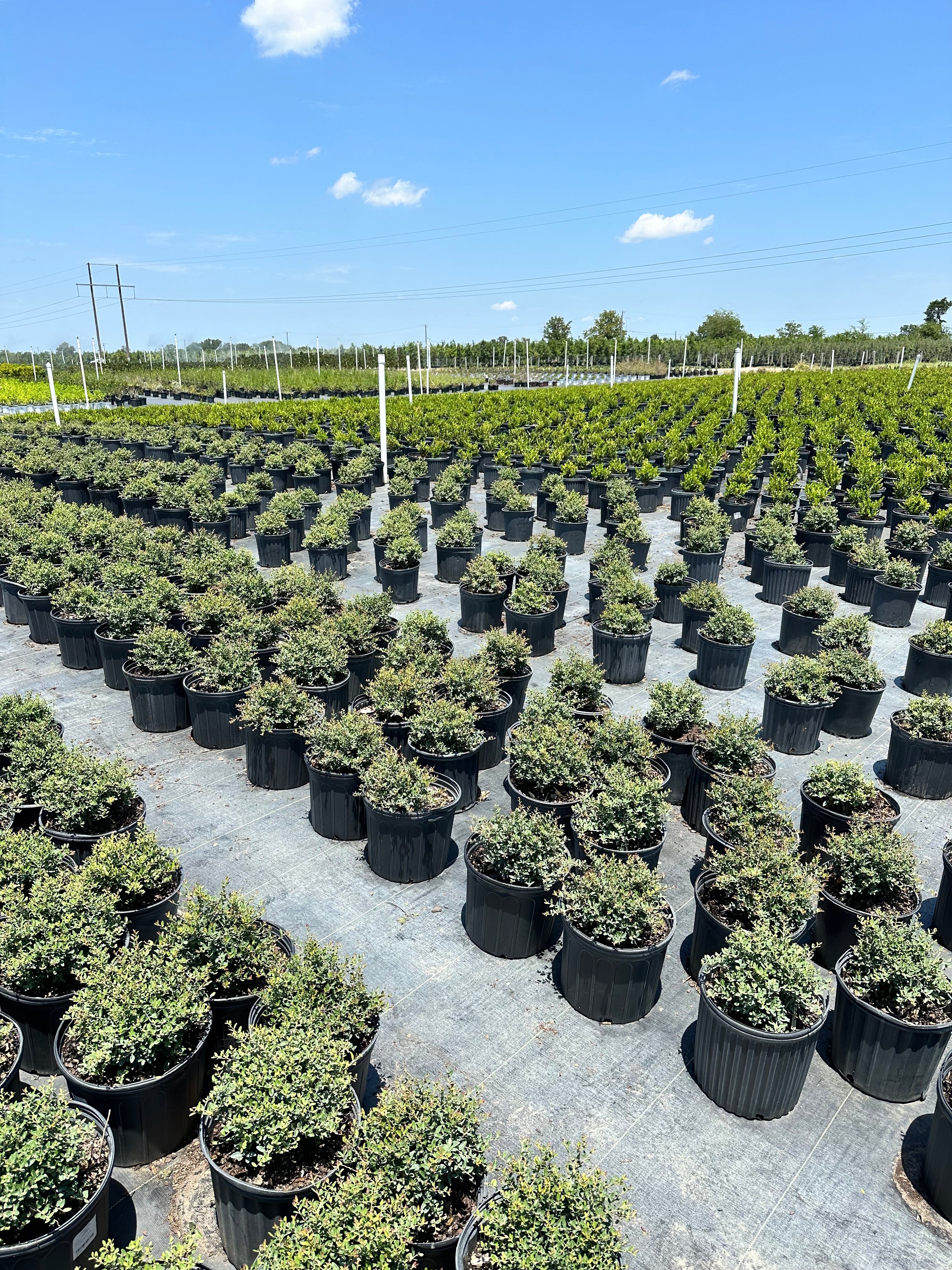 Dwarf Yaupon Holly
