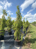 Falling Waters Bald Cypress