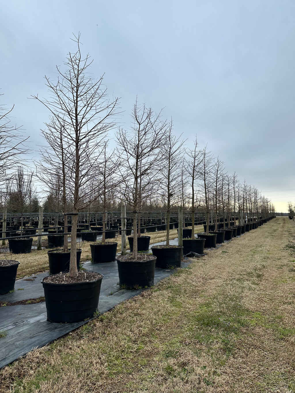 Bald Cypress