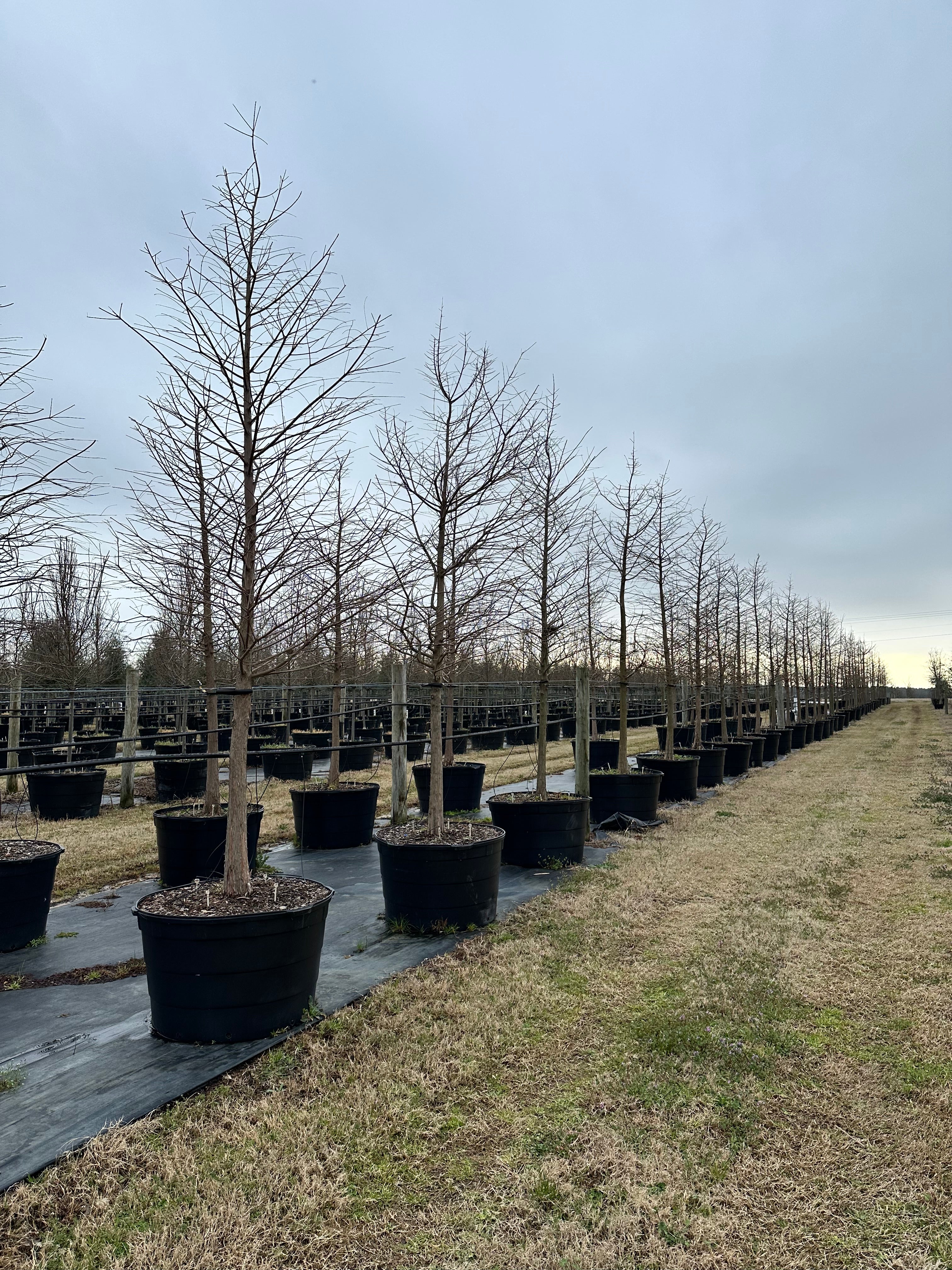 Bald Cypress