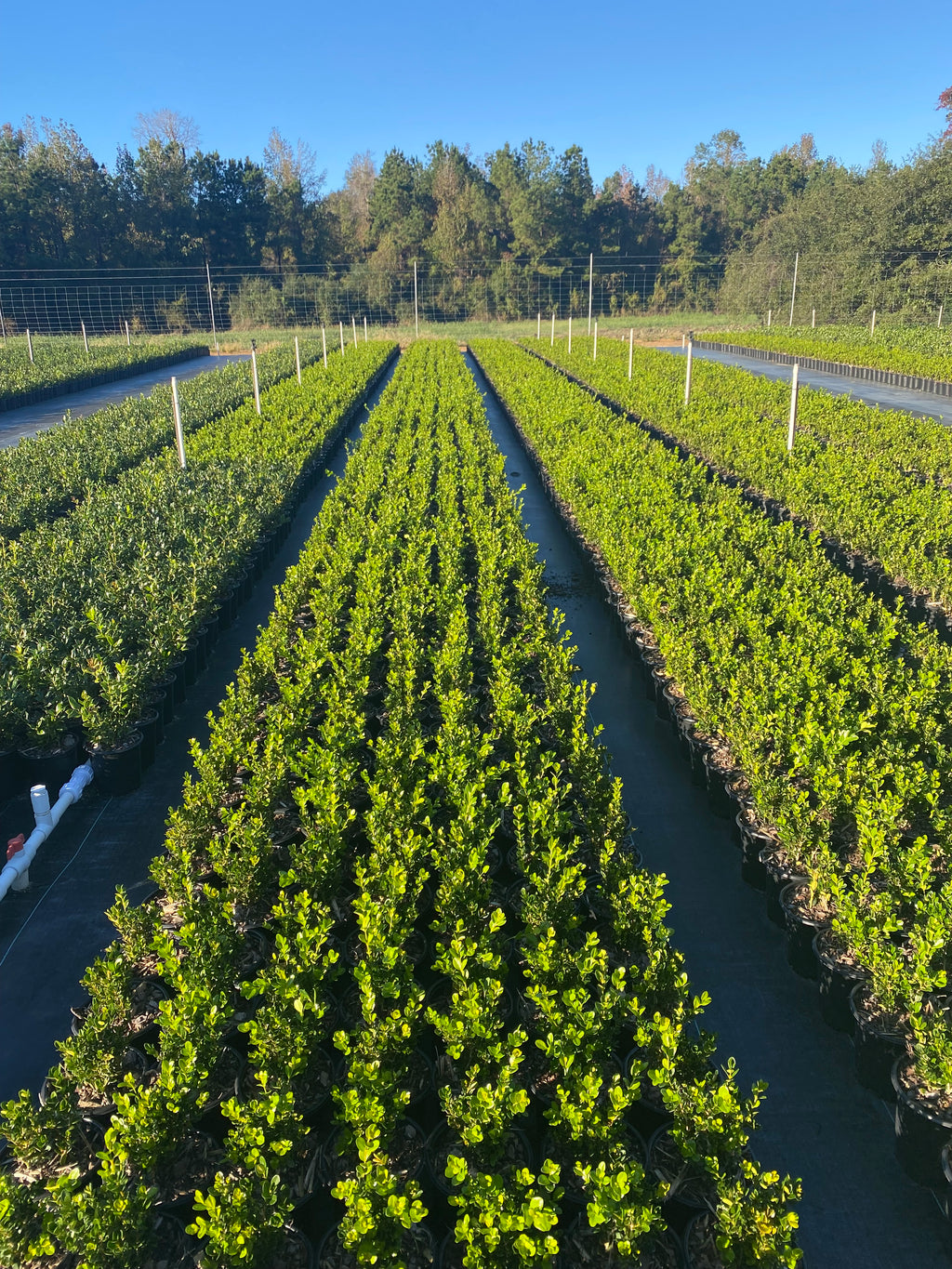 Wintergreen Boxwood