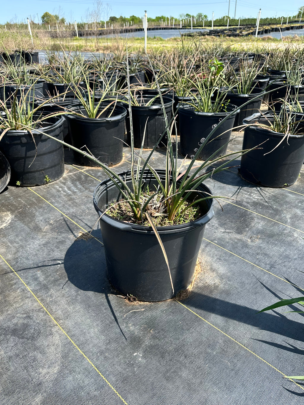 Red Yucca