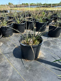 Red Yucca
