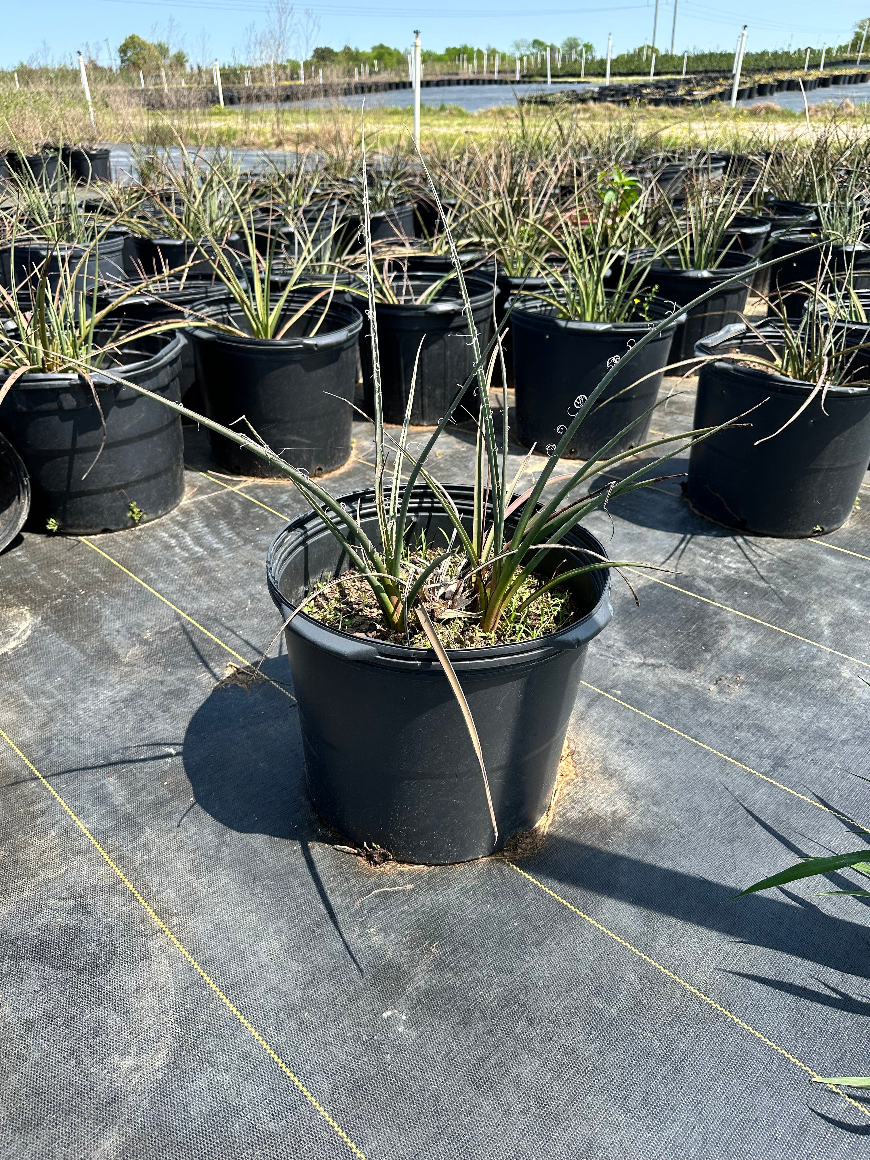 Red Yucca