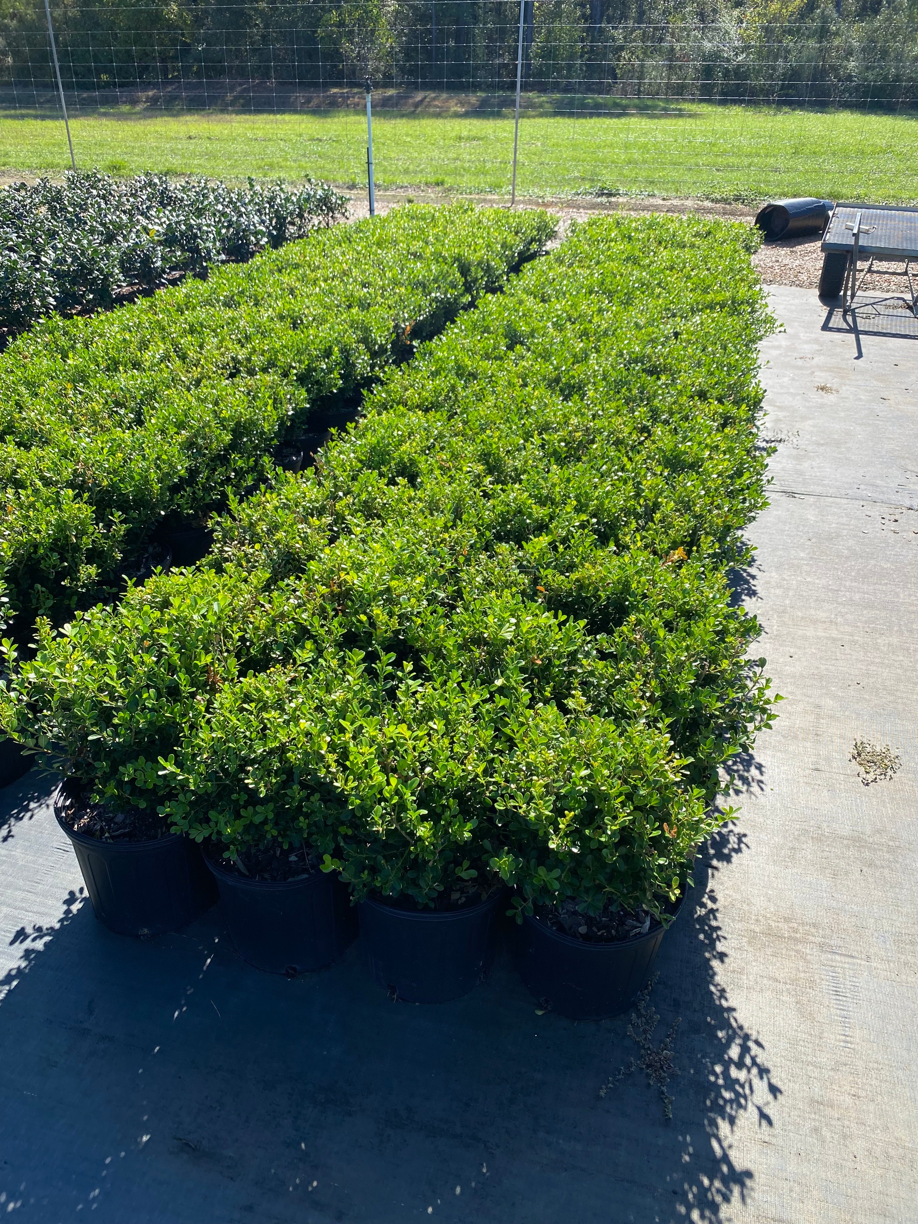 Wintergreen Boxwood