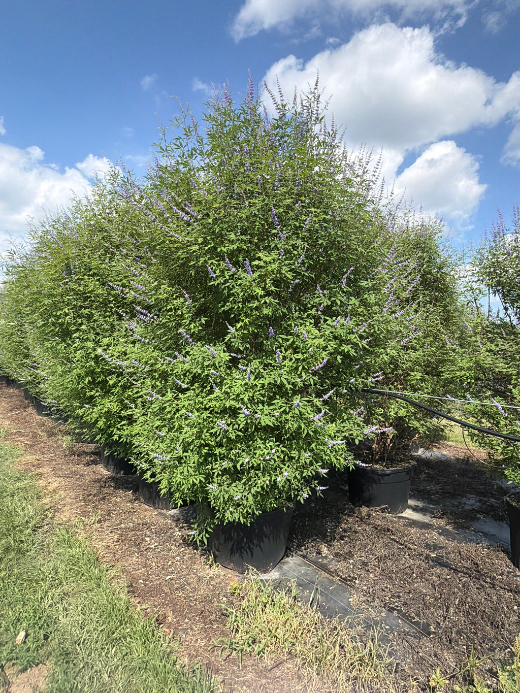 Shoal Creek Vitex
