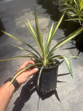 Color Guard Yucca