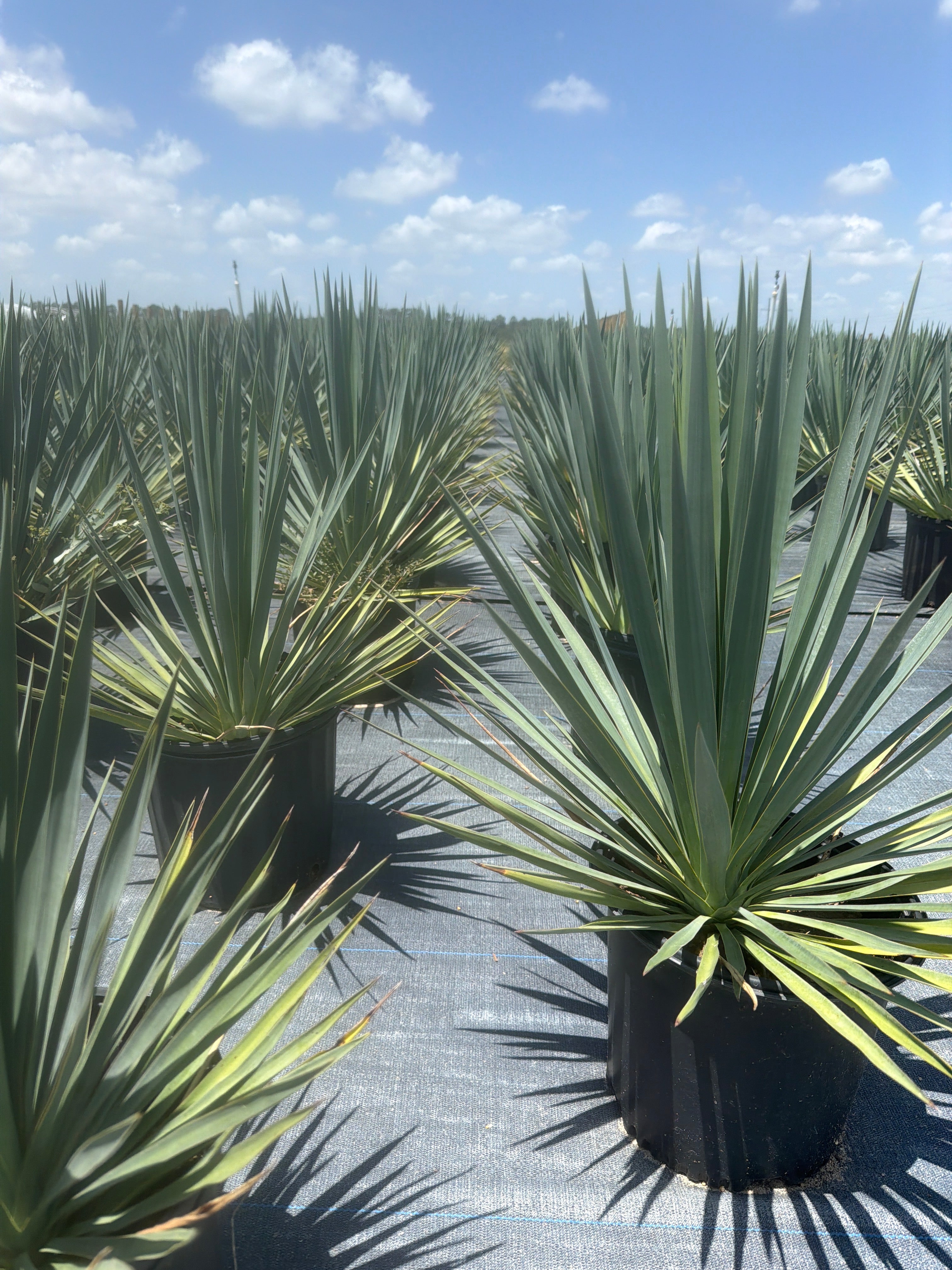 Adam’s Needle Yucca