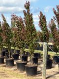 Corinthian Rose Columnar Peach