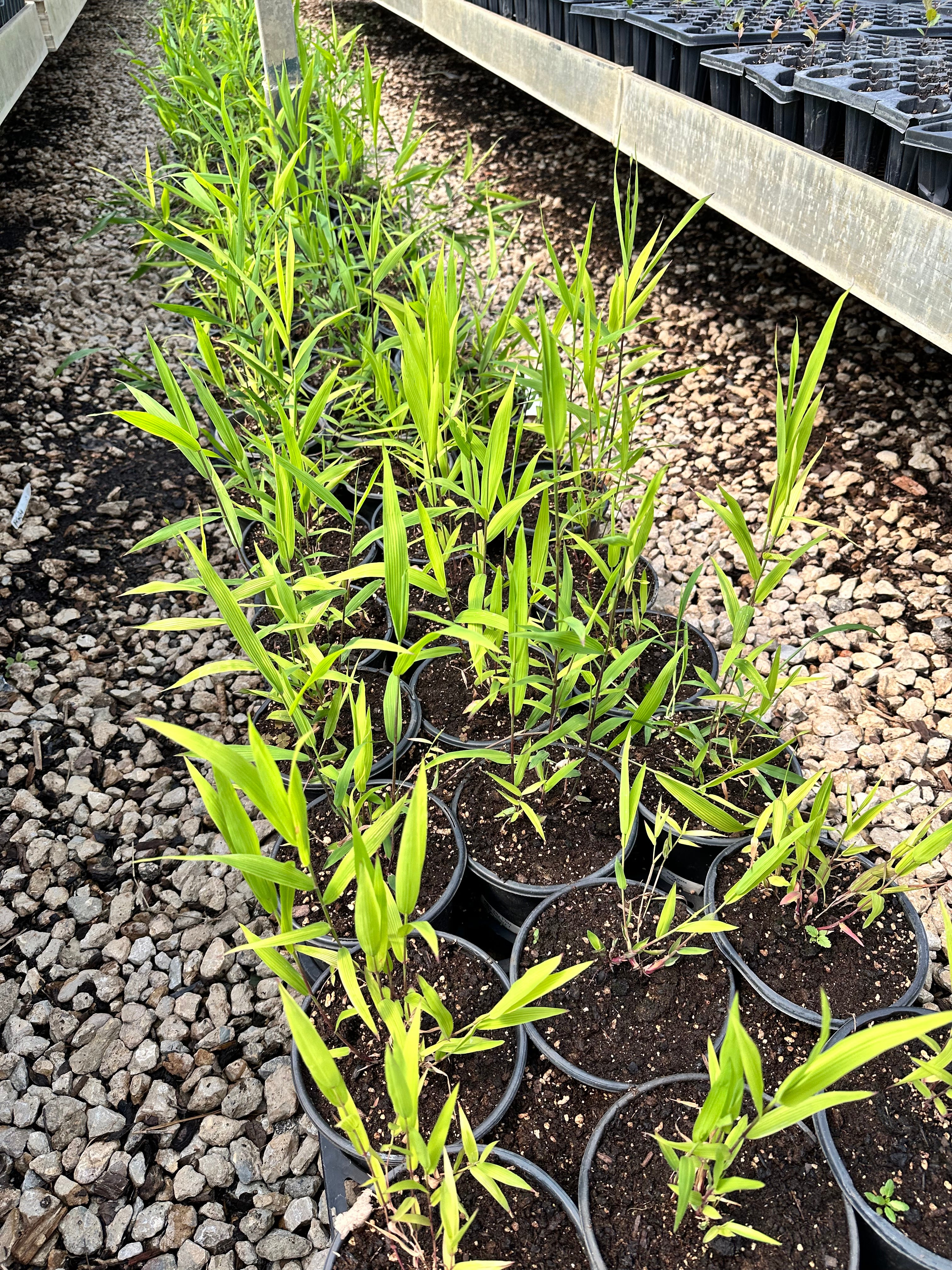 Inland Sea Oats