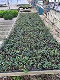 Asian Jasmine