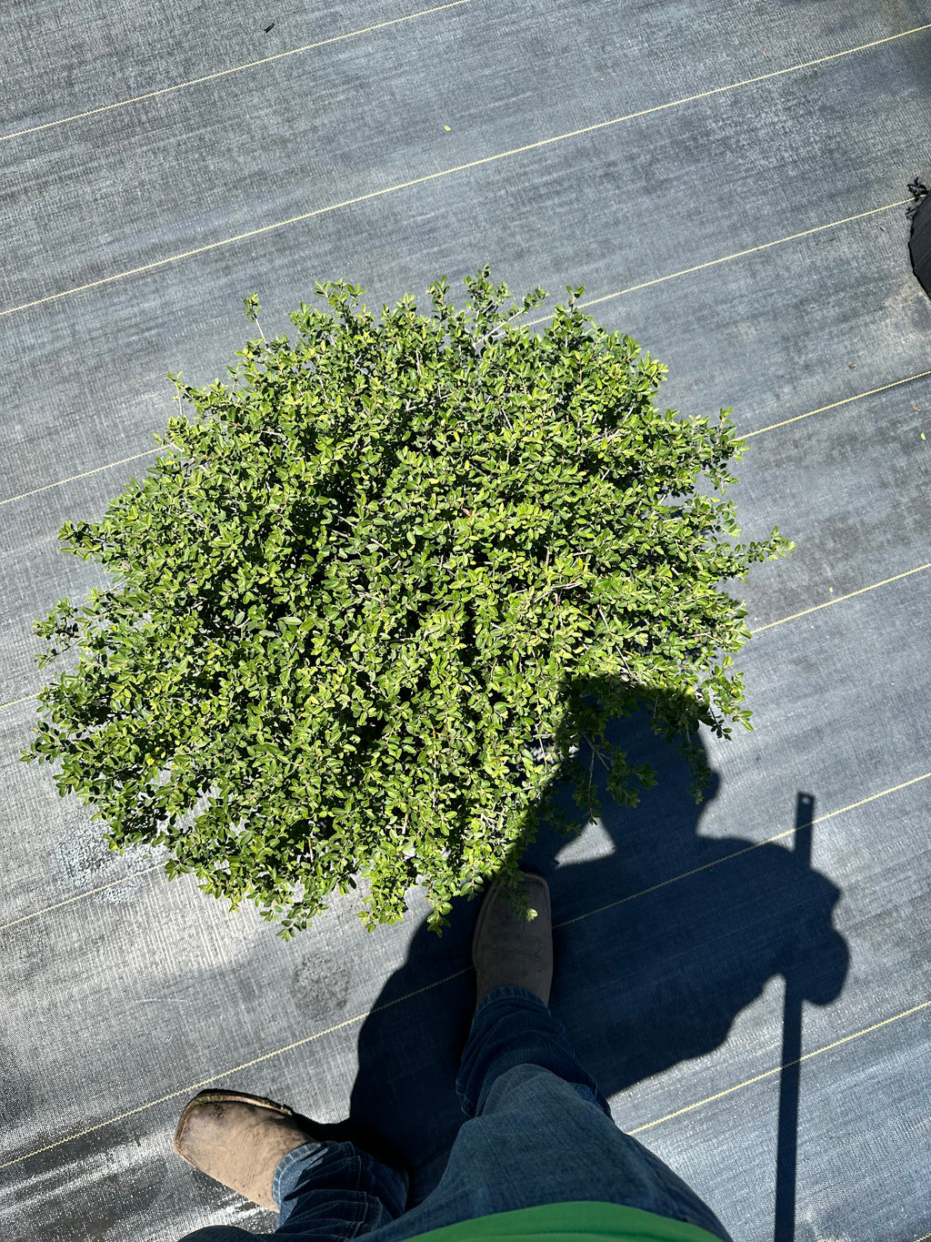 Dwarf Yaupon Holly
