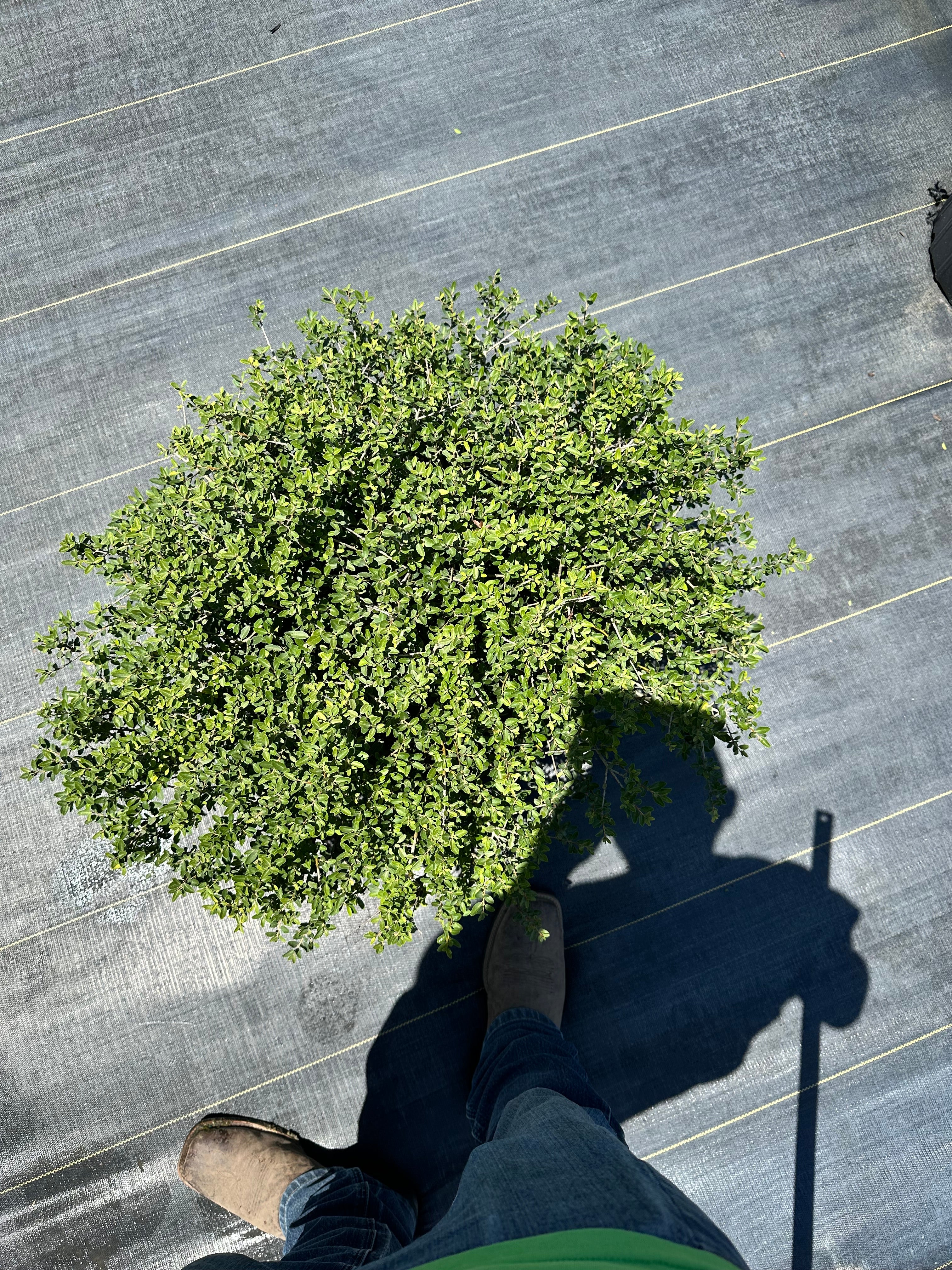 Dwarf Yaupon Holly