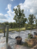 Kwanzan Cherry
