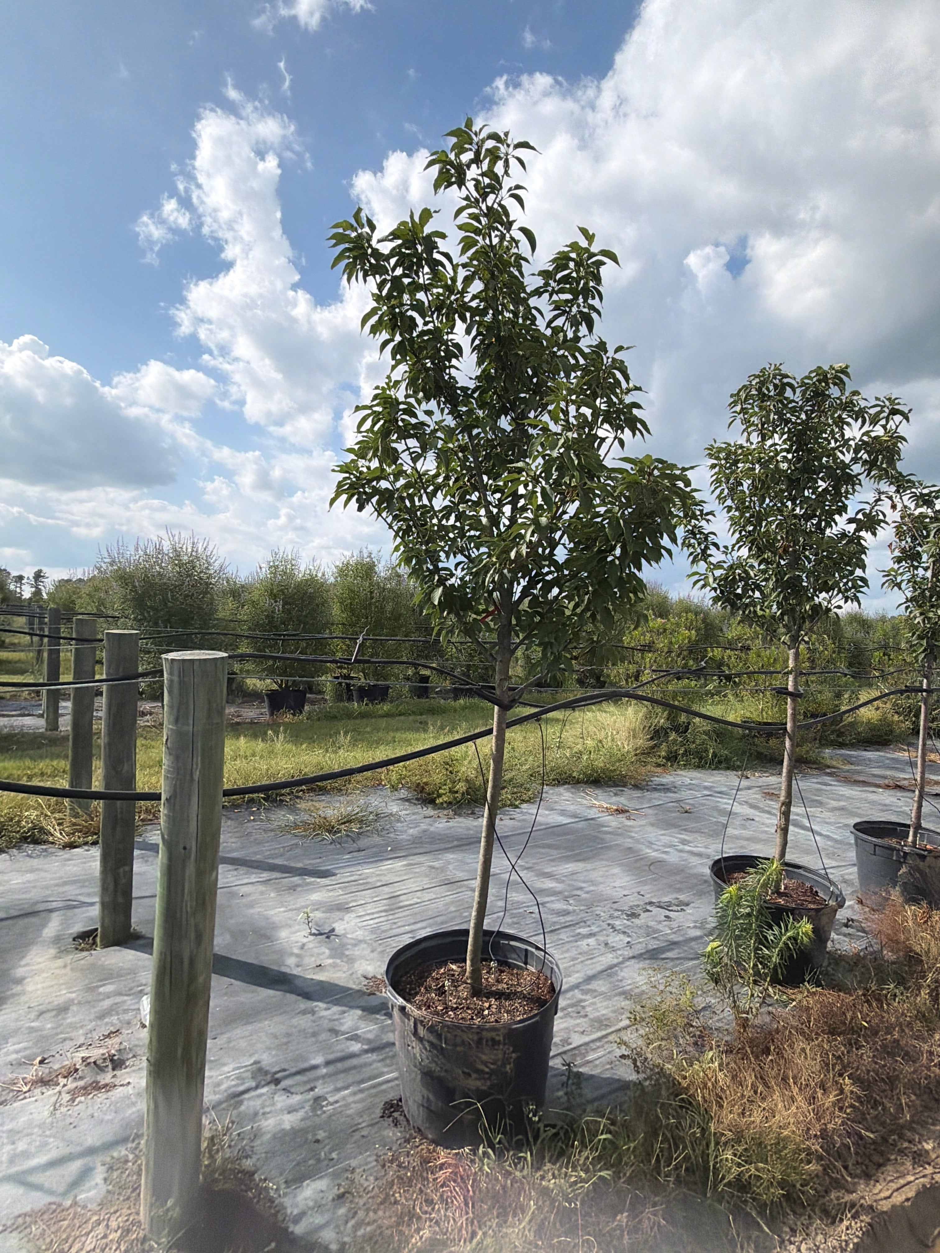 Kwanzan Cherry