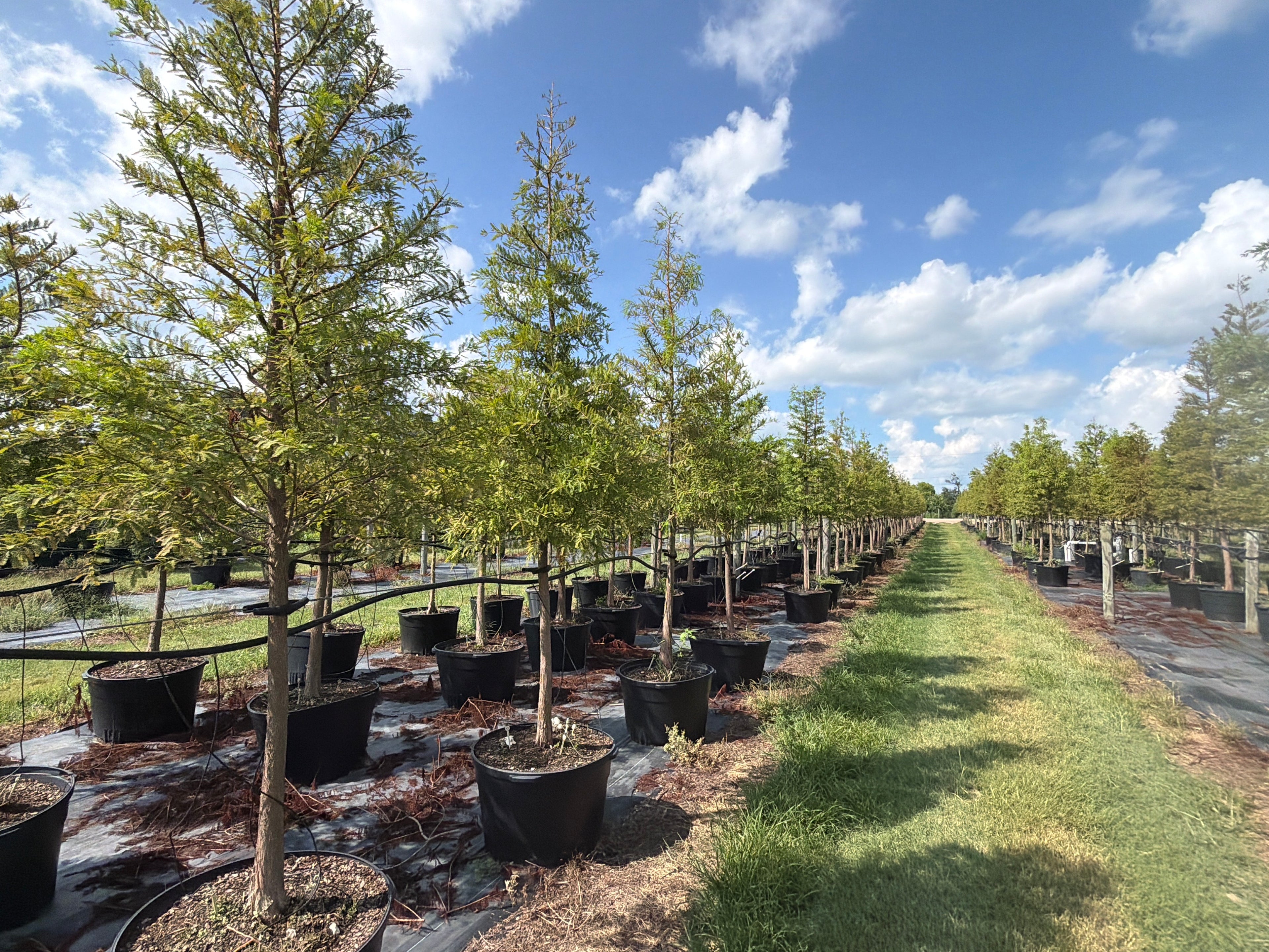 Bald Cypress