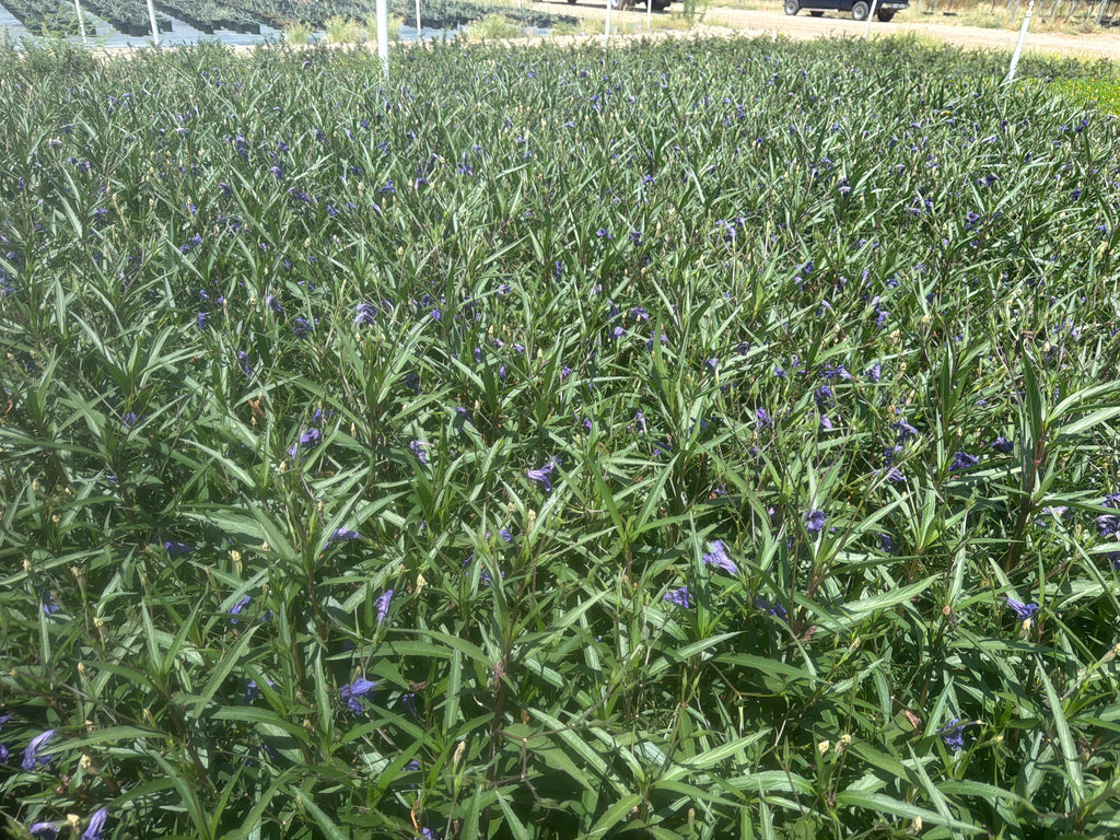 Ruellia ‘Purple Showers’
