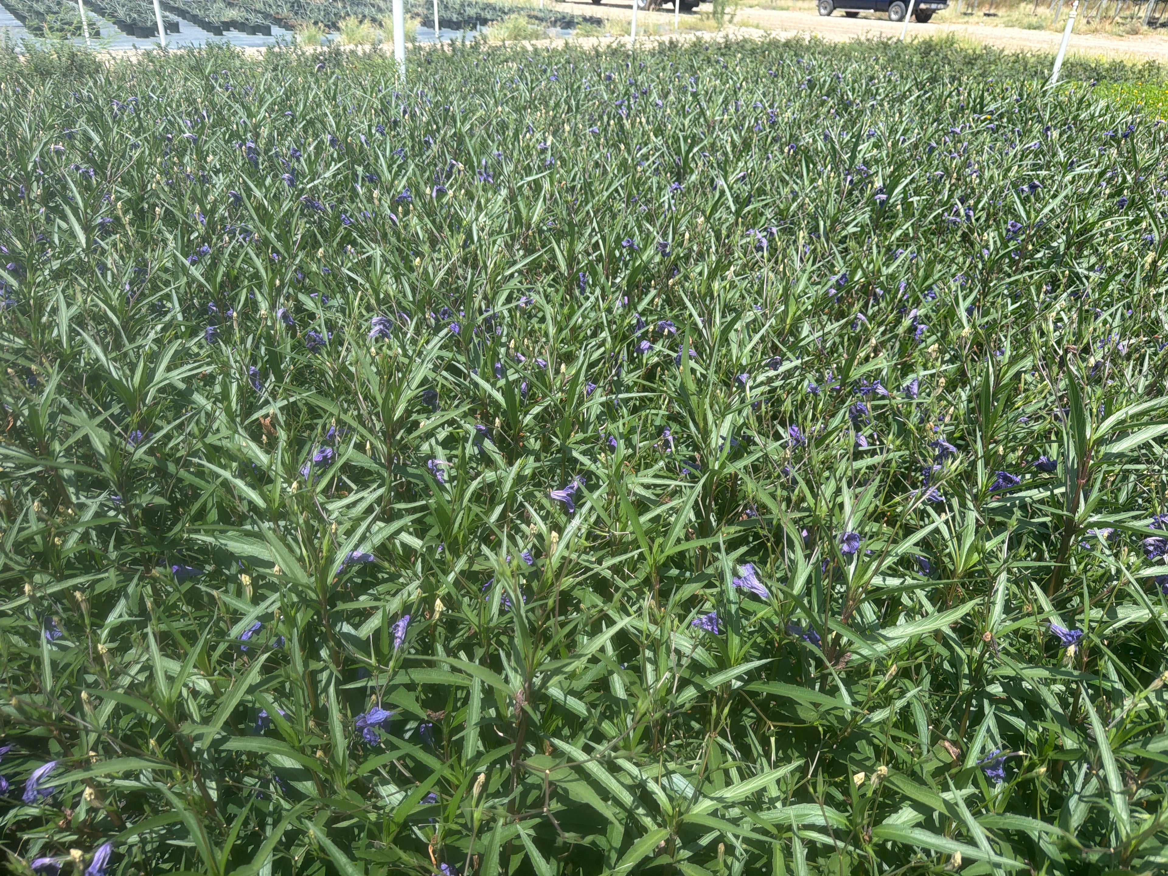 Ruellia ‘Purple Showers’