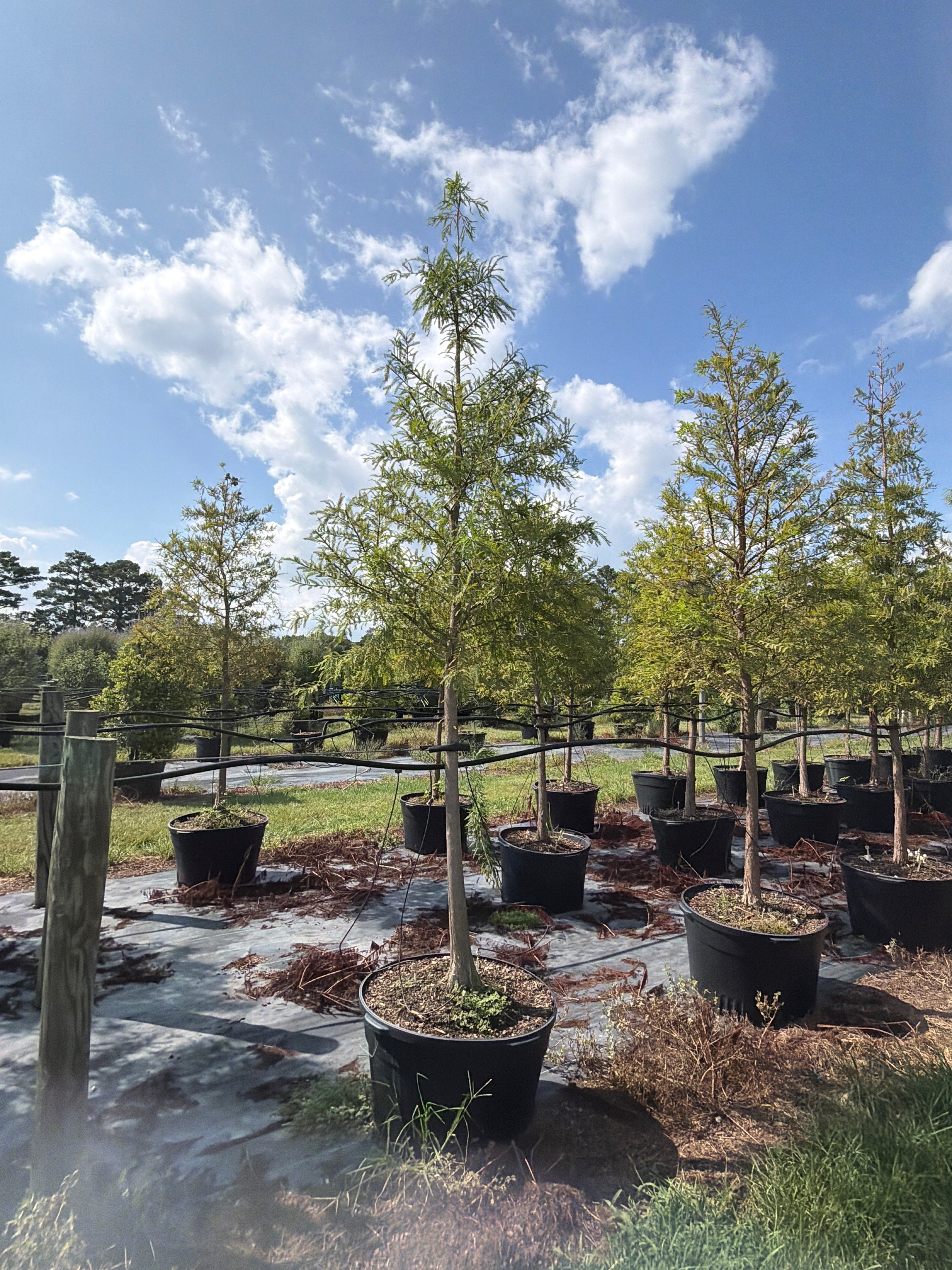 Bald Cypress