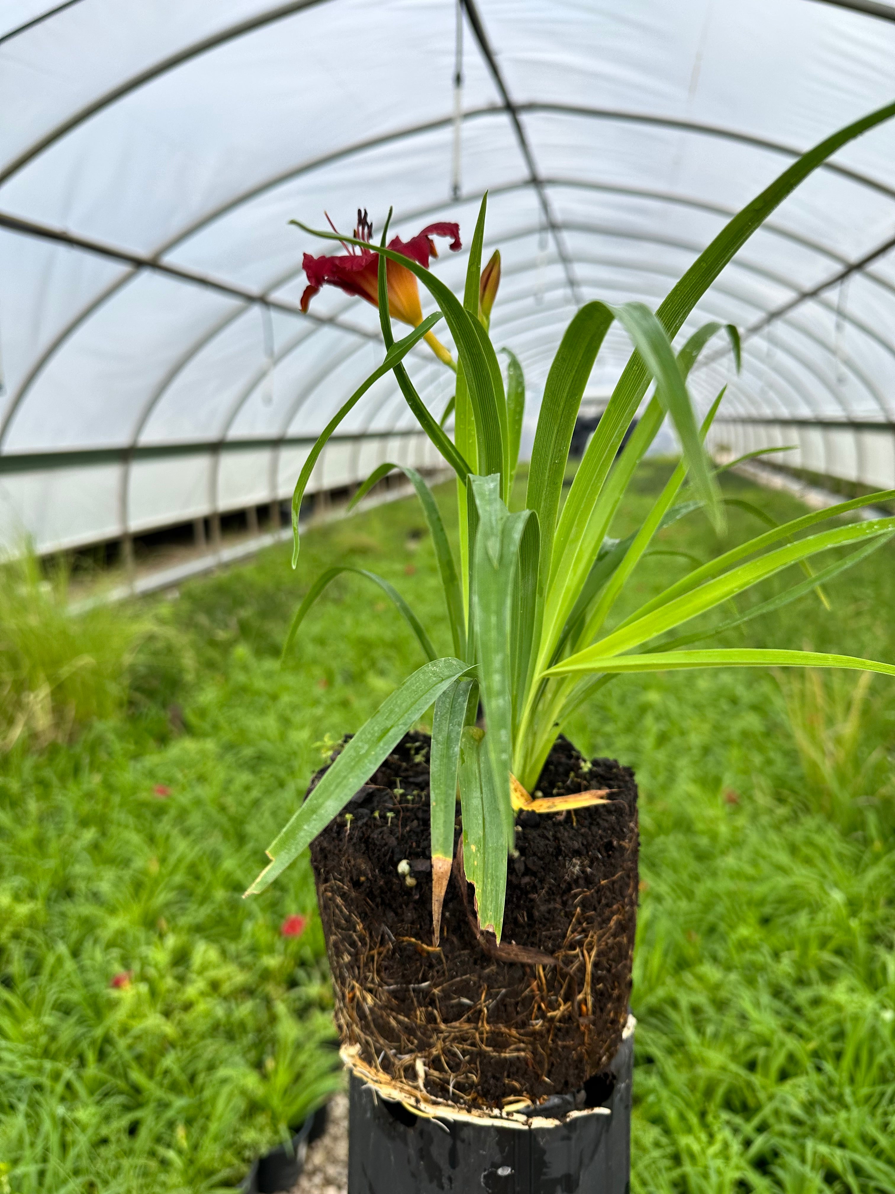 Little Business Daylily