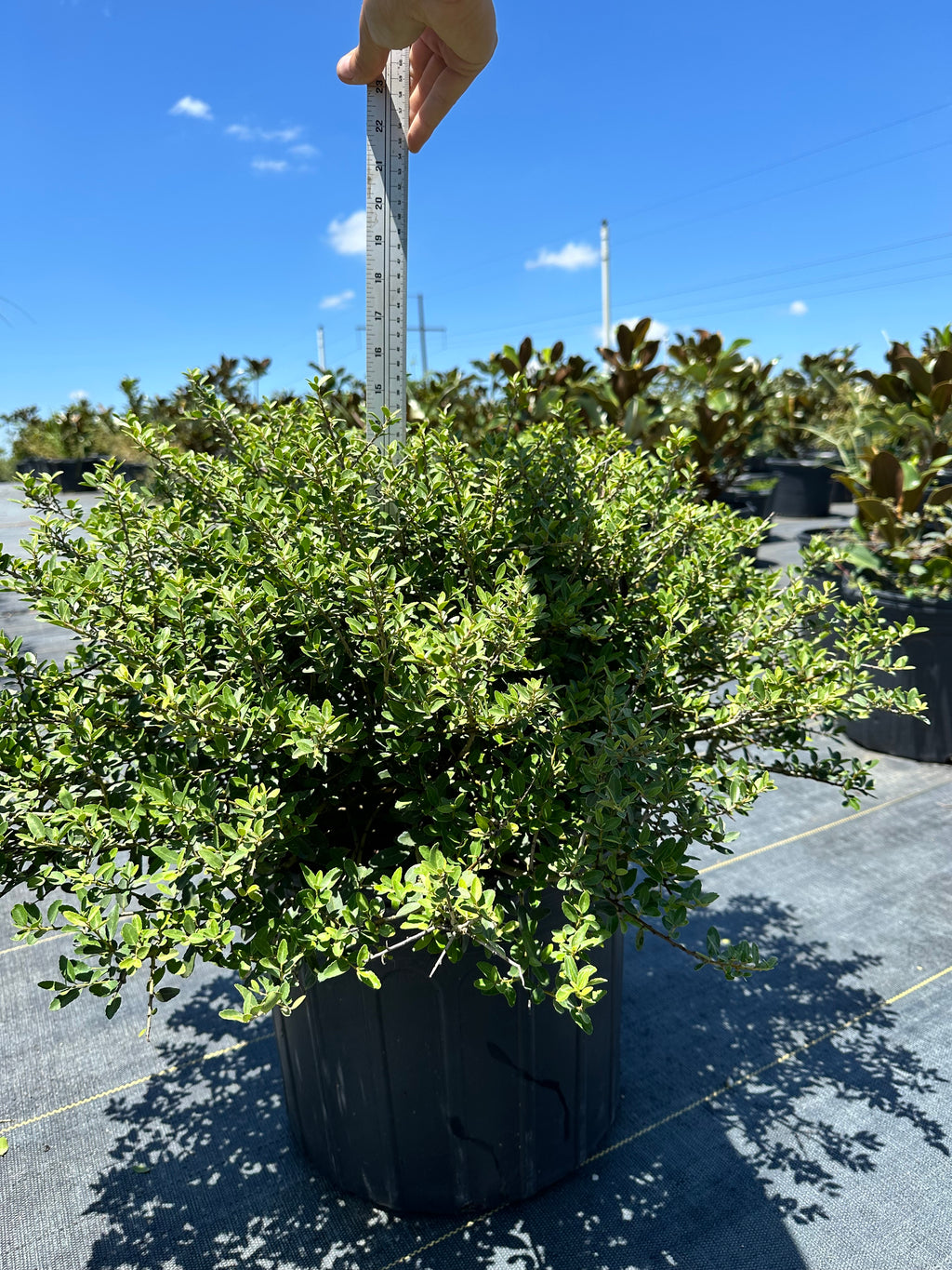 Dwarf Yaupon Holly