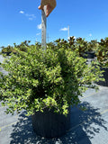 Dwarf Yaupon Holly