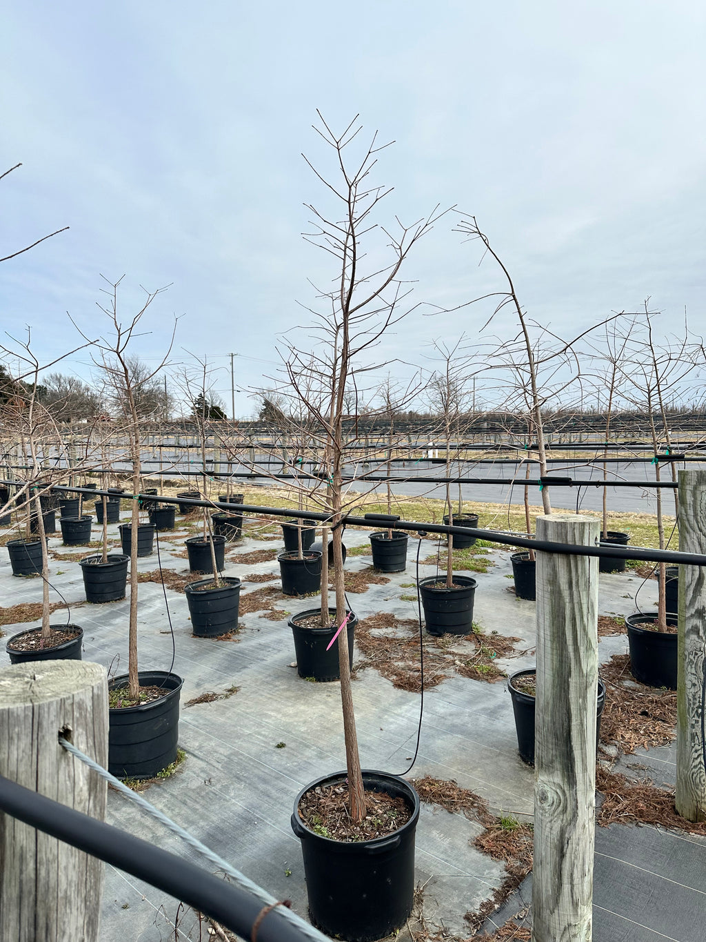 Bald Cypress