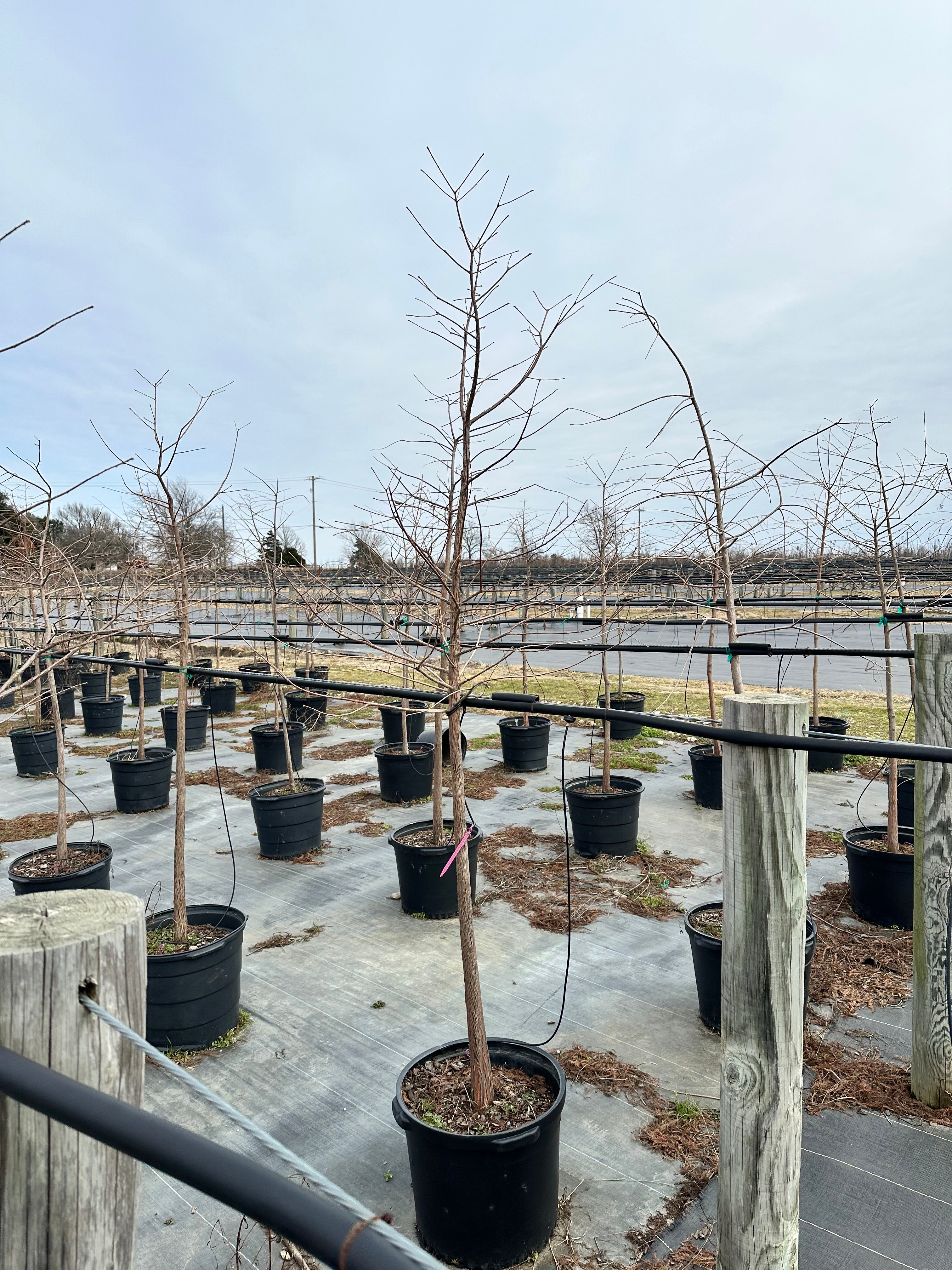 Bald Cypress