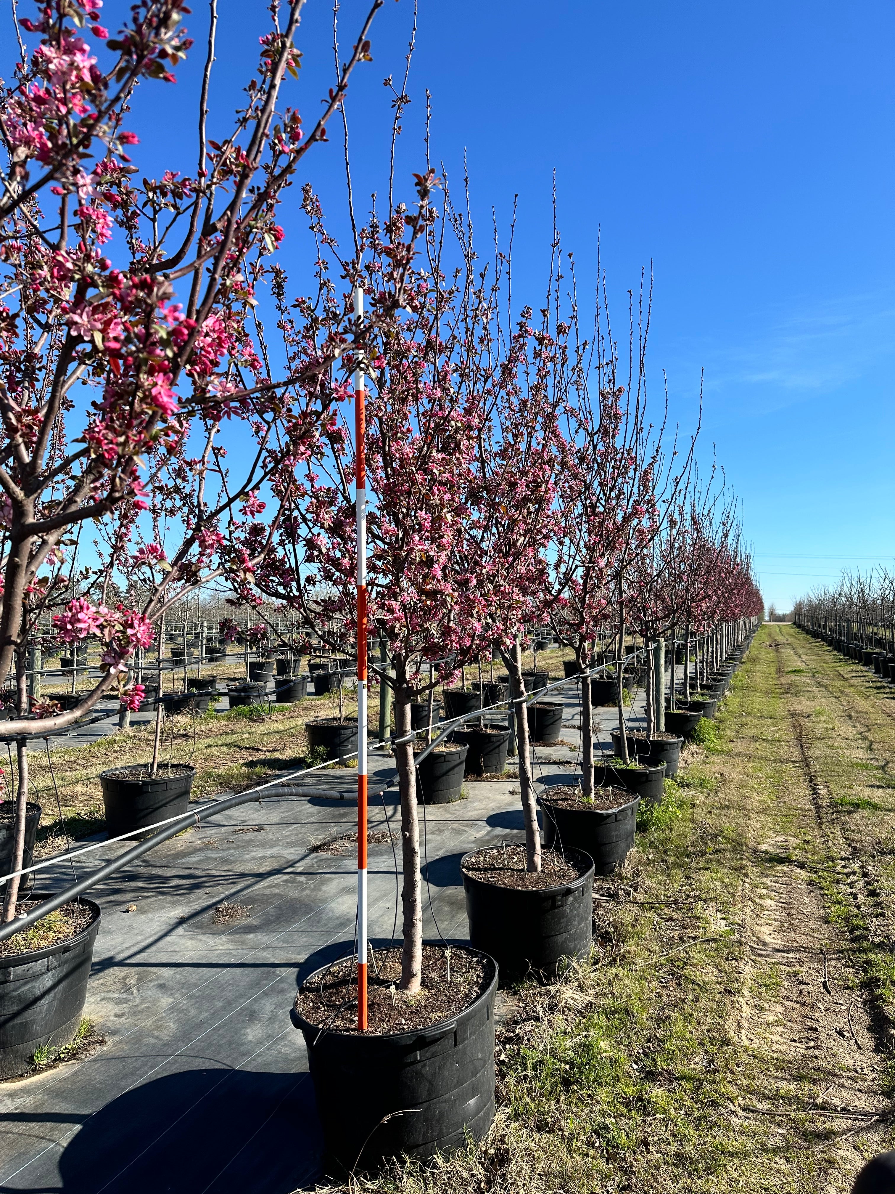 Prairie Fire Crabapple