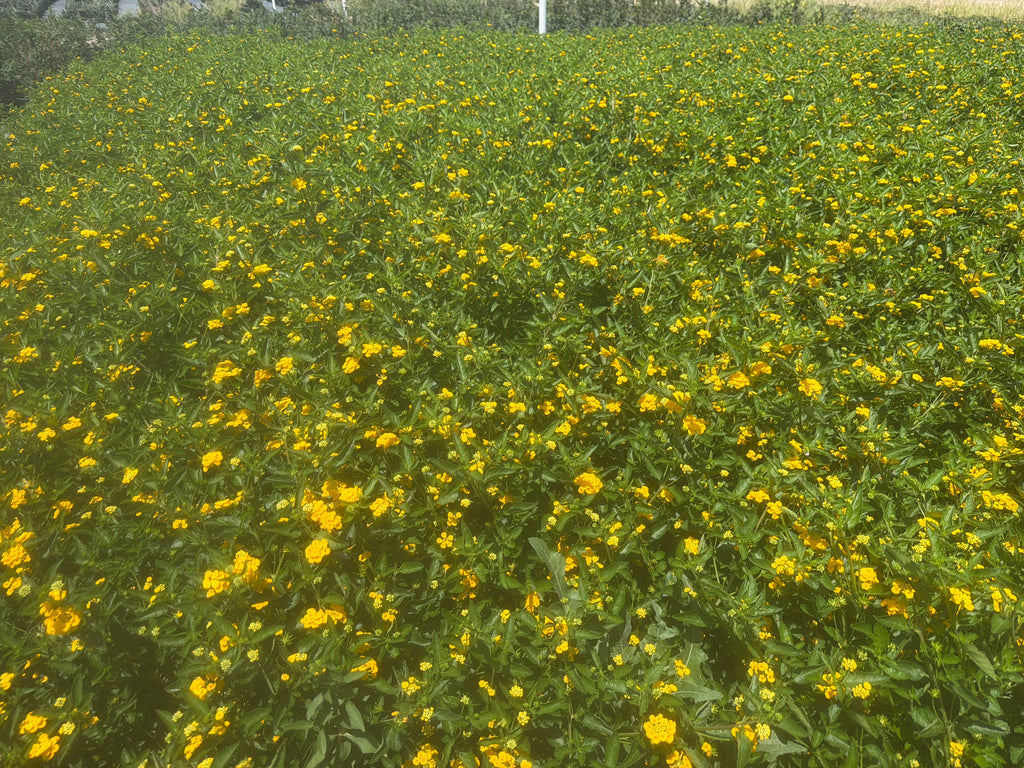 New Gold Lantana