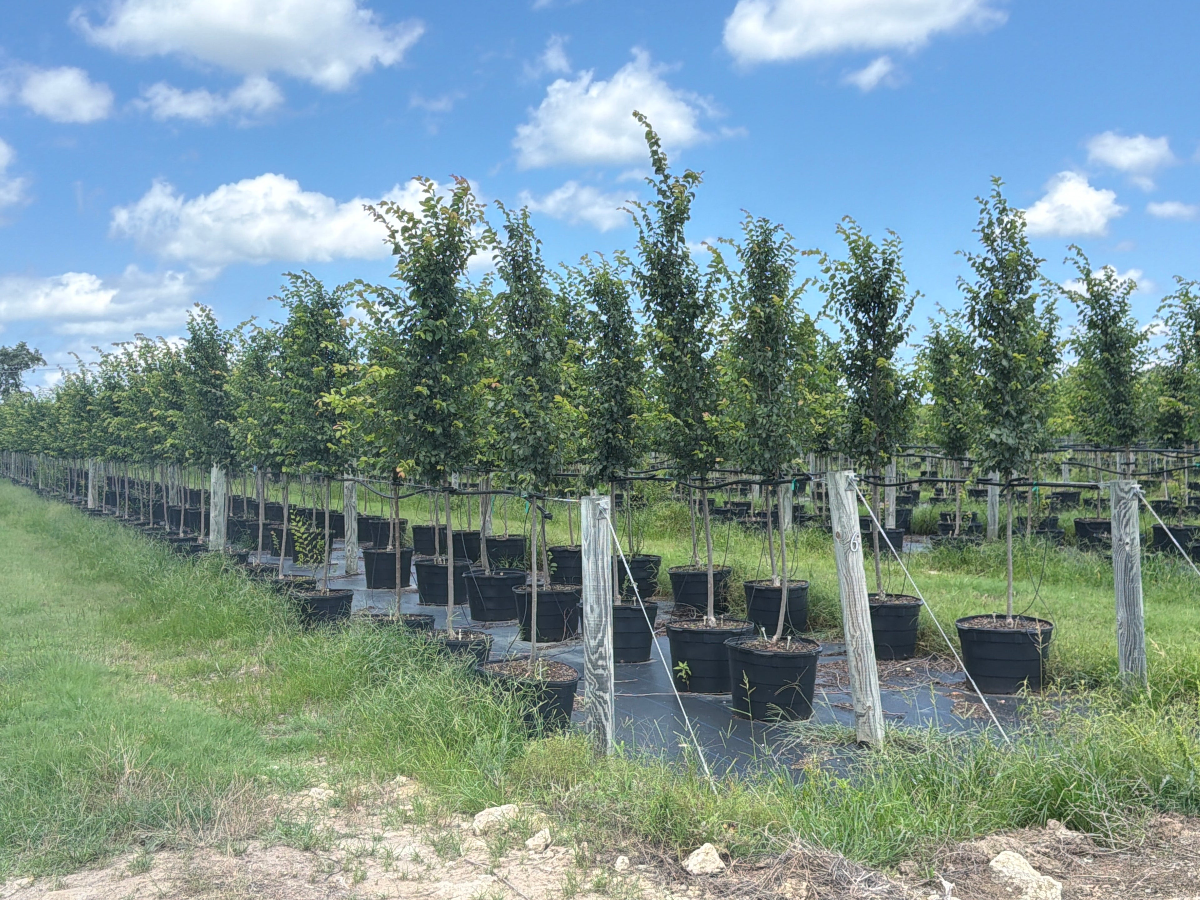 Frontier Elm
