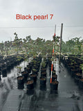 Black Pearl Redbud