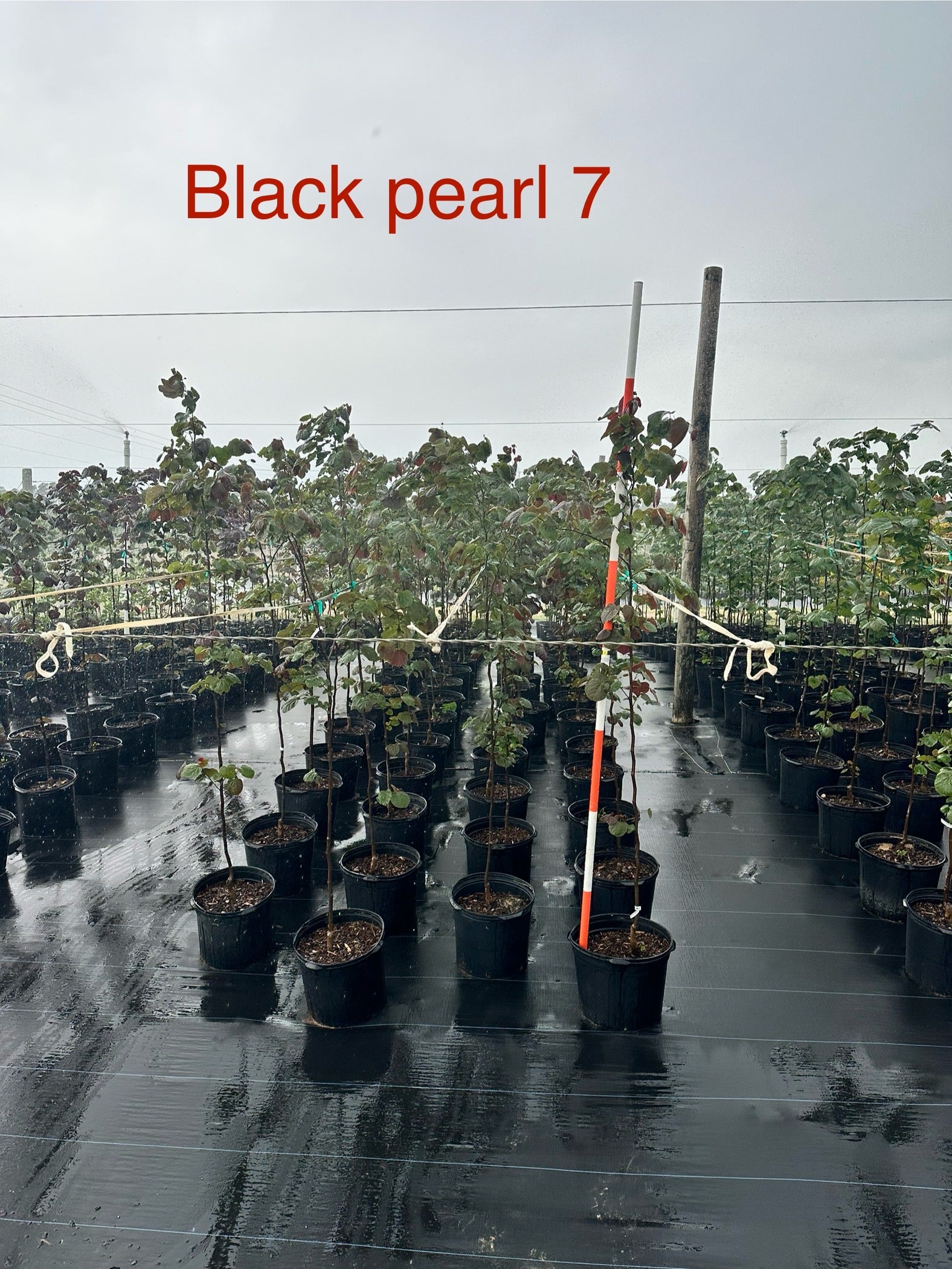 Black Pearl Redbud