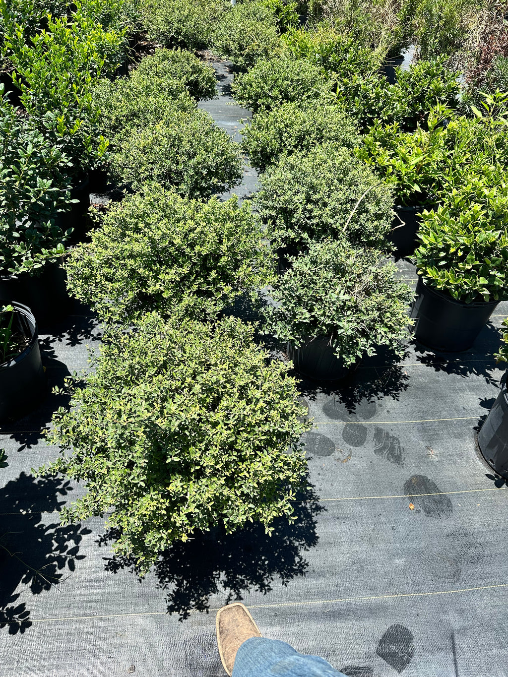 Dwarf Yaupon Holly