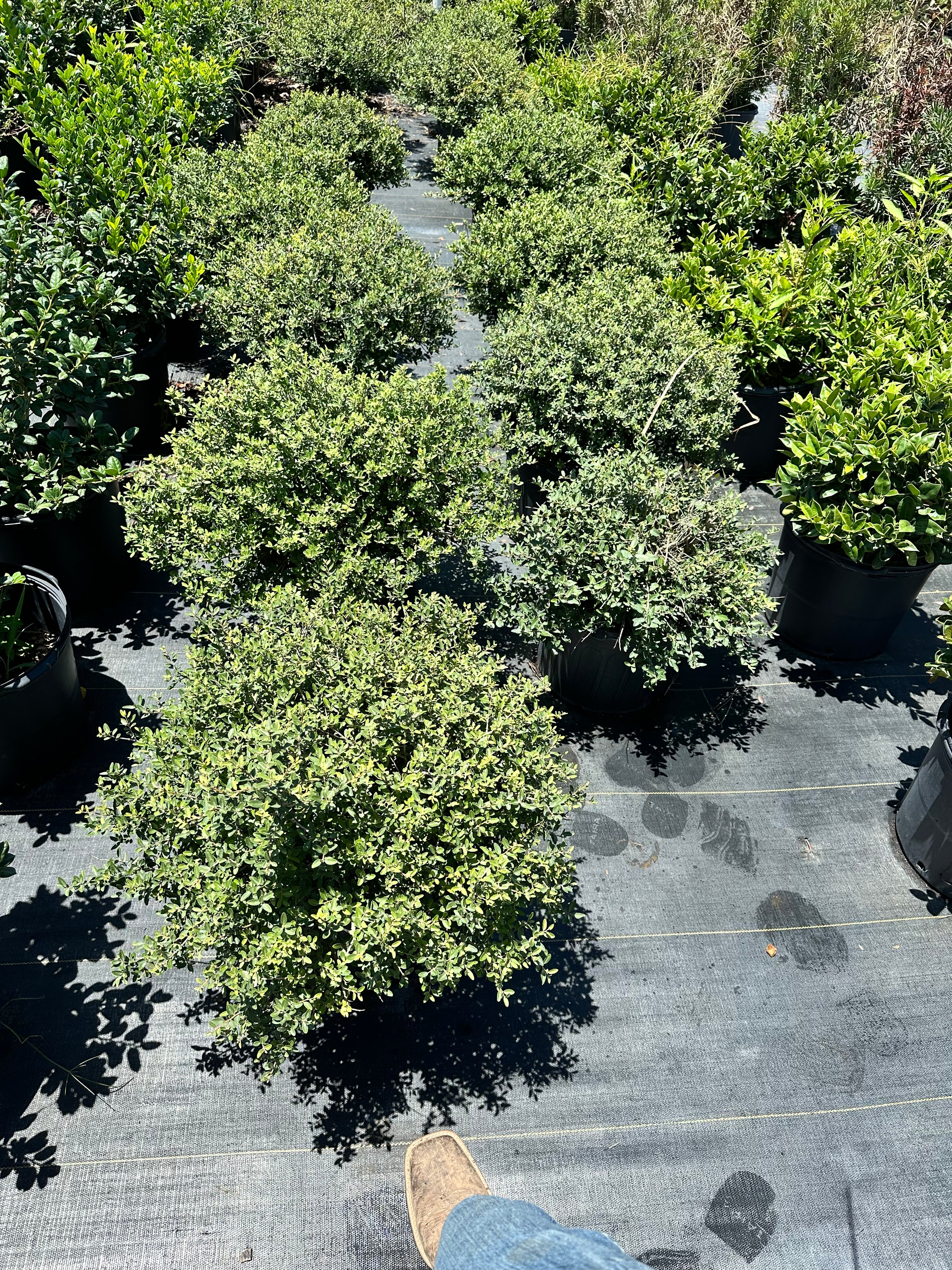 Dwarf Yaupon Holly