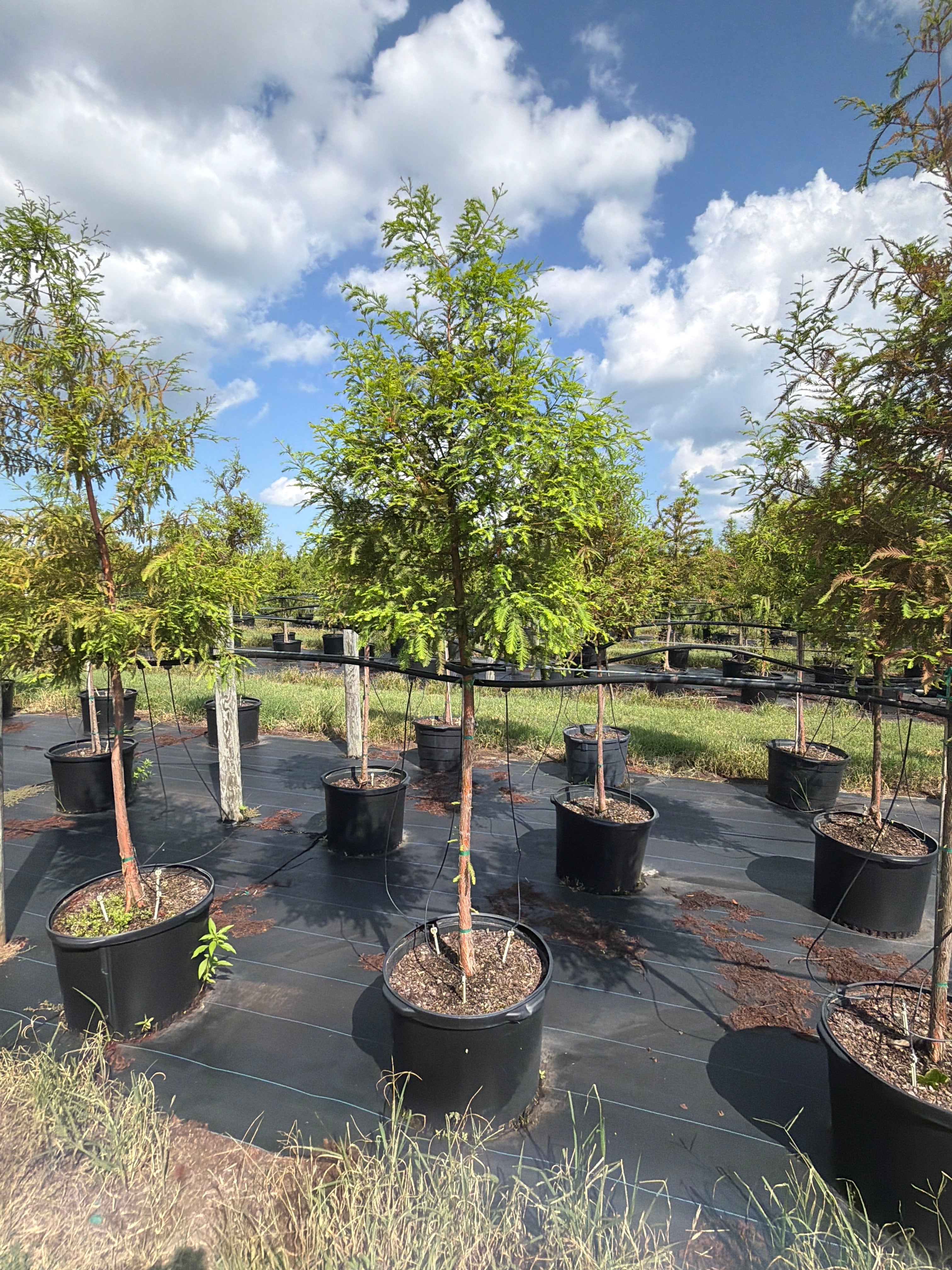 Bald Cypress
