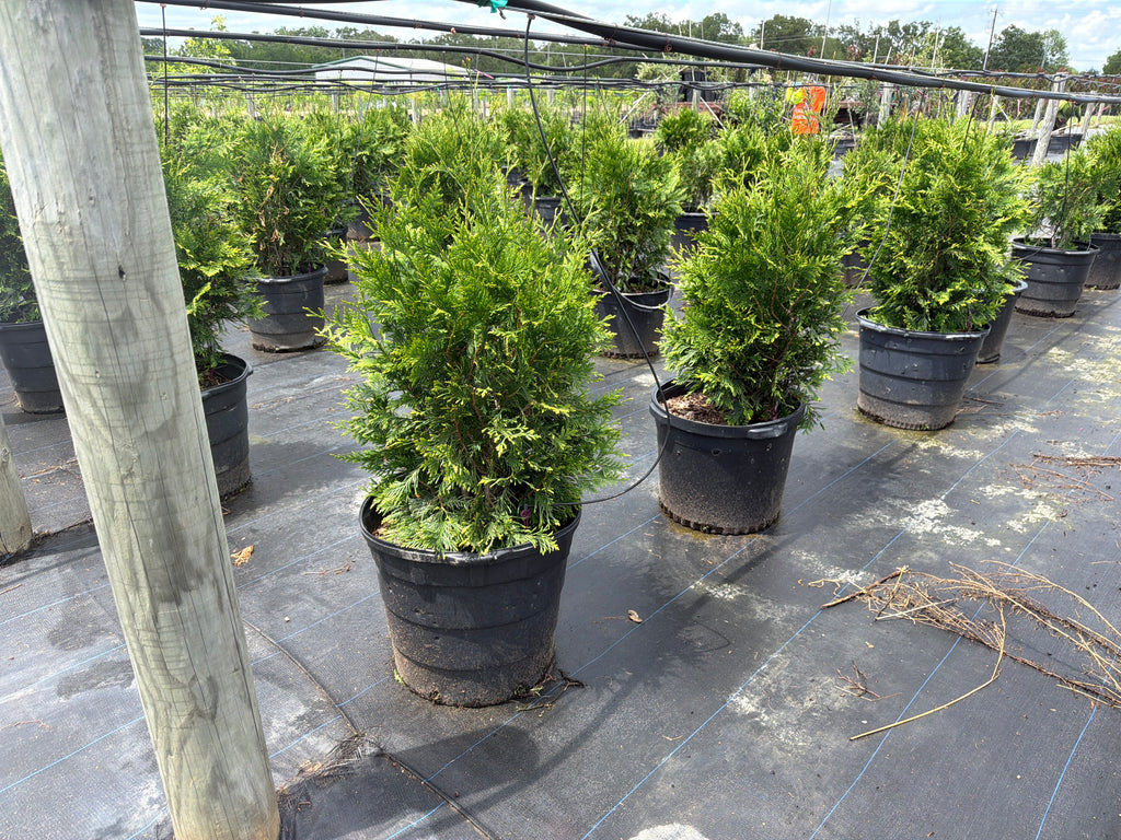 Green Giant Arborvitae