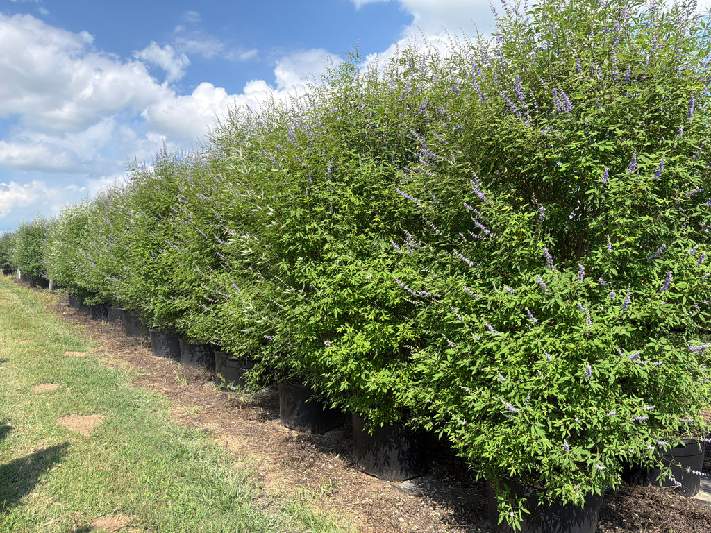 Shoal Creek Vitex