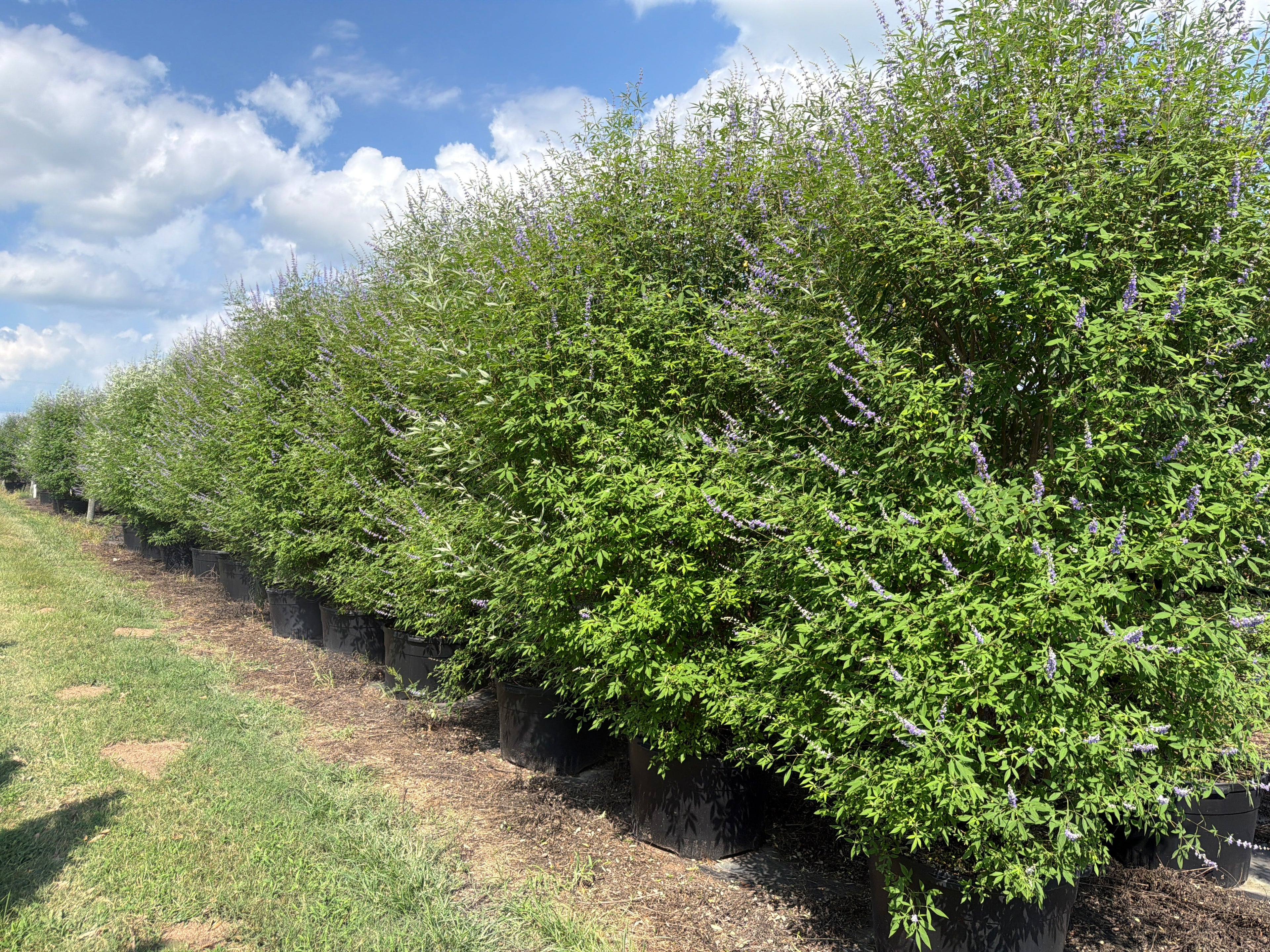 Shoal Creek Vitex
