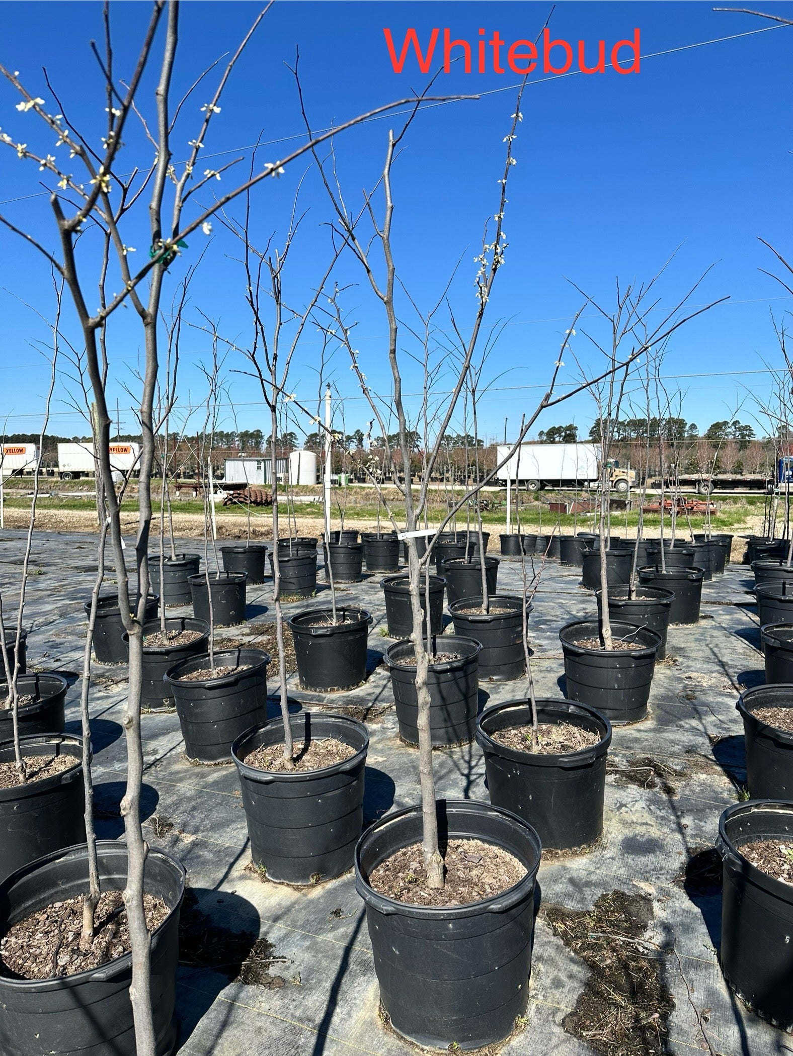 Whitebud Redbud