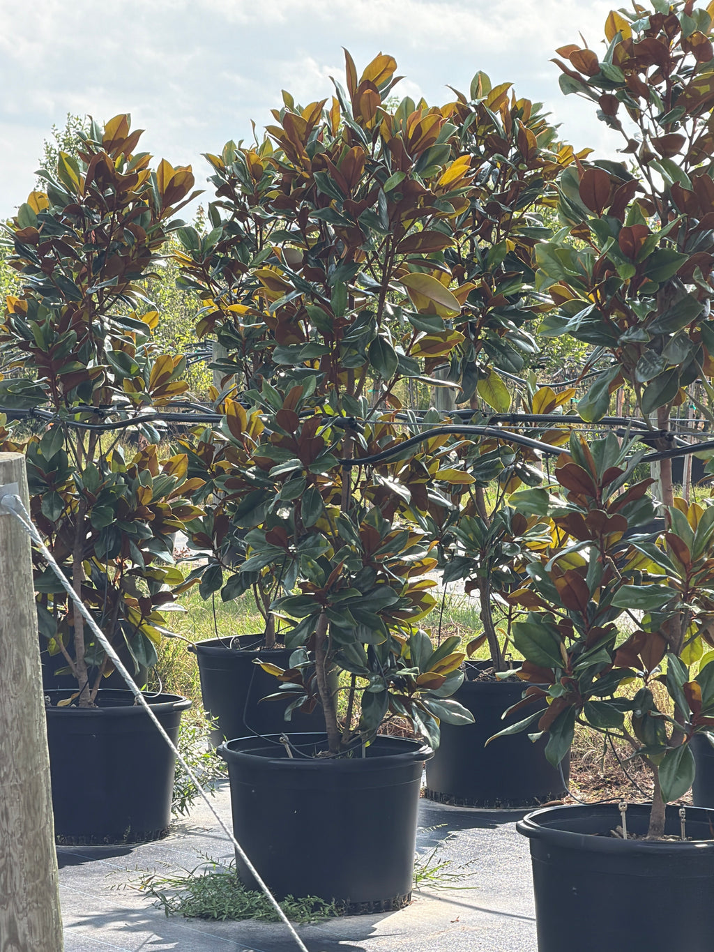 D.D. Blanchard Magnolia