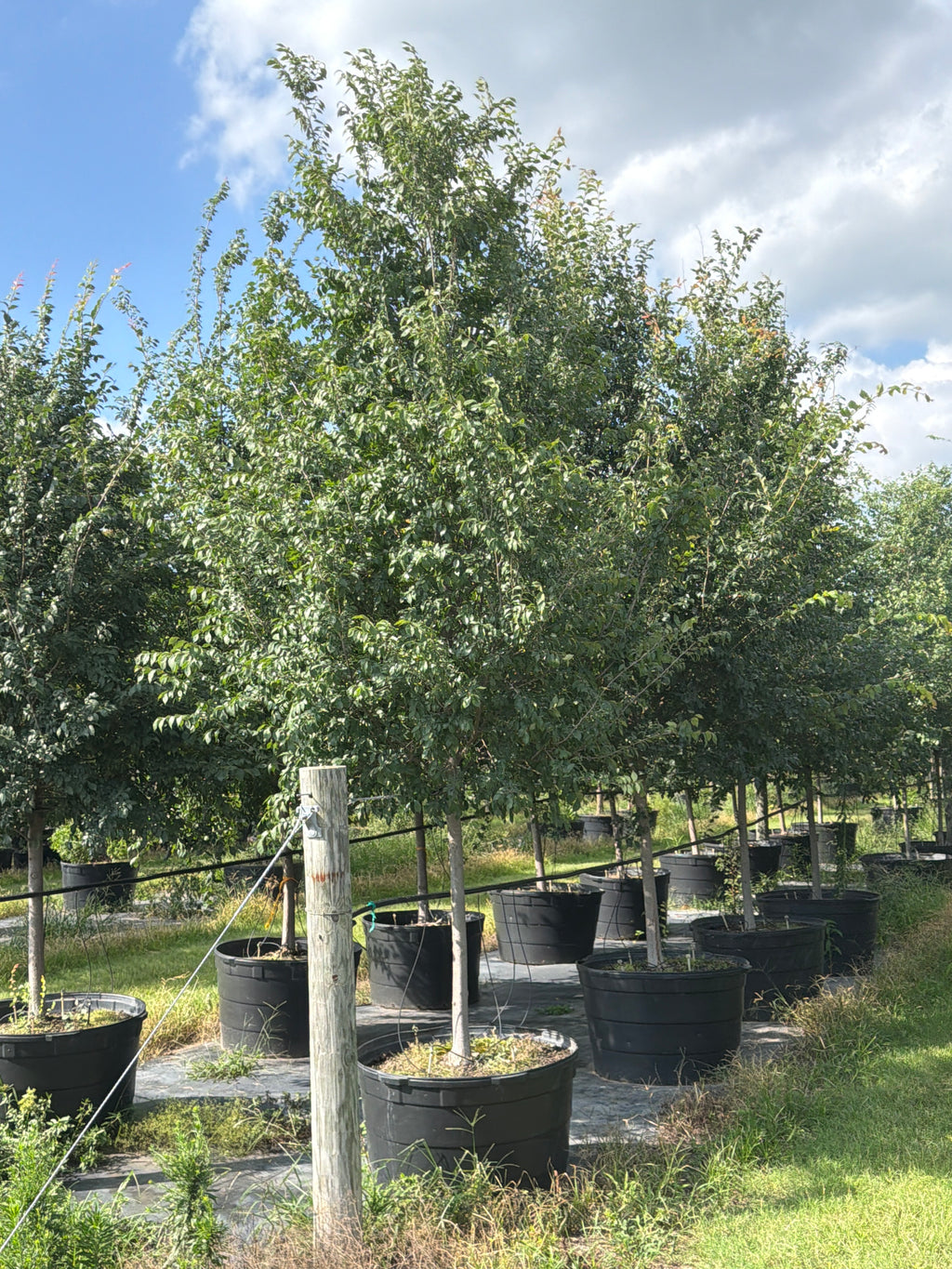 Frontier Elm