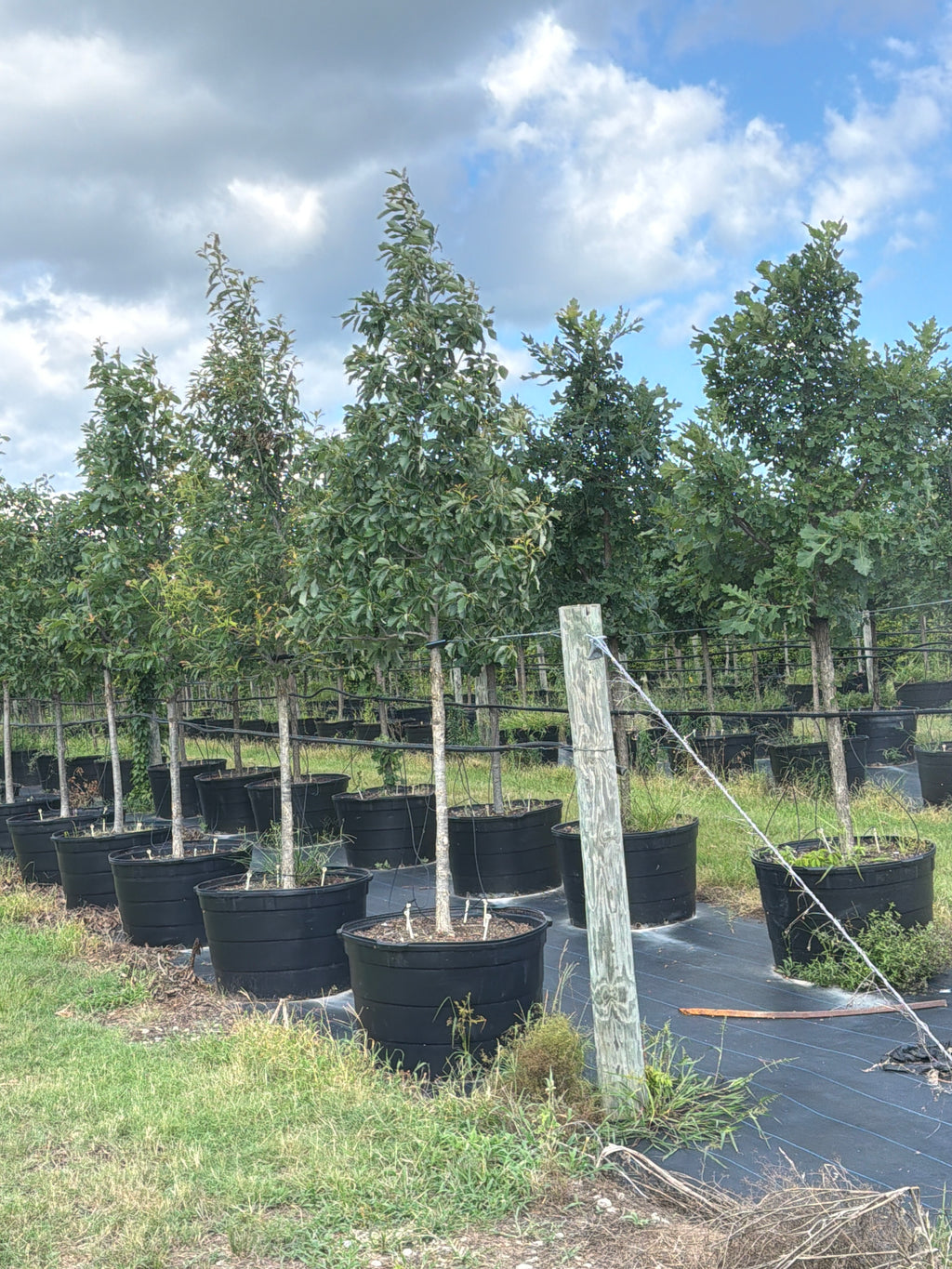 Chinquapin Oak