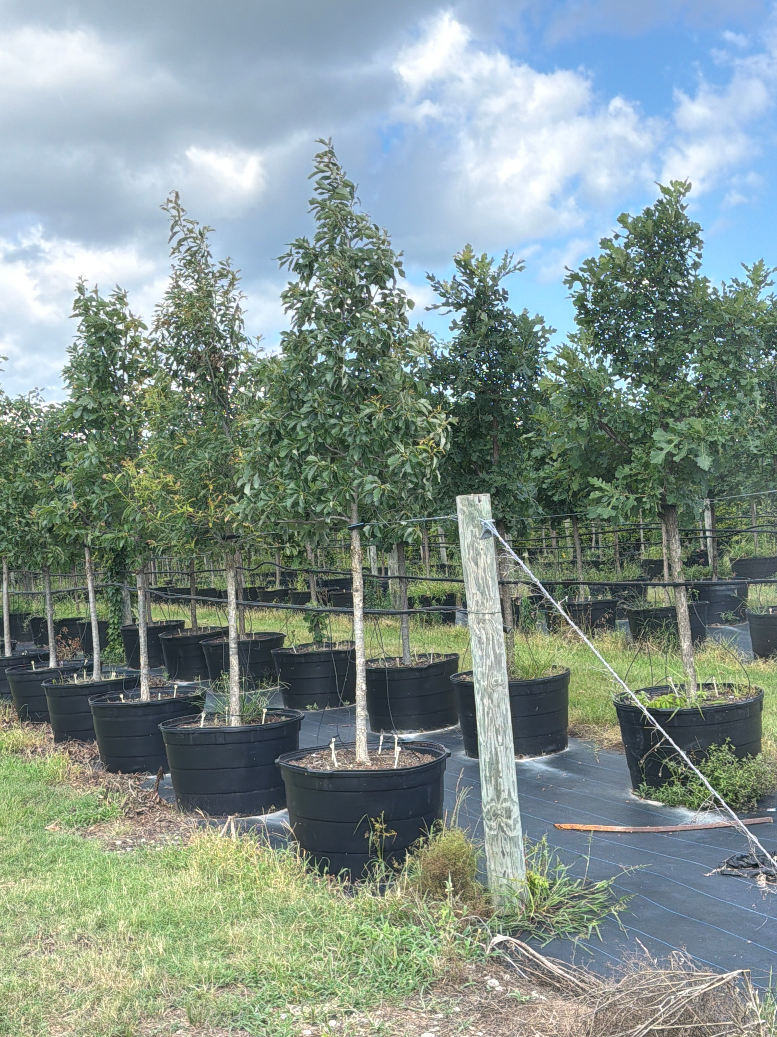Chinquapin Oak