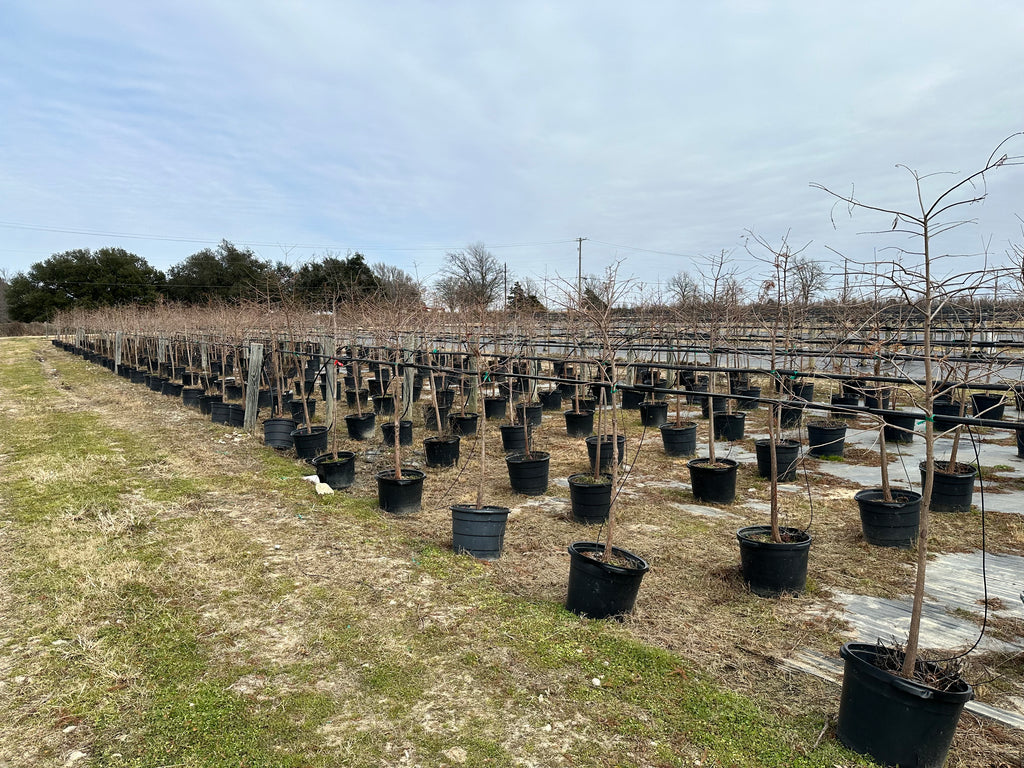 Bald Cypress