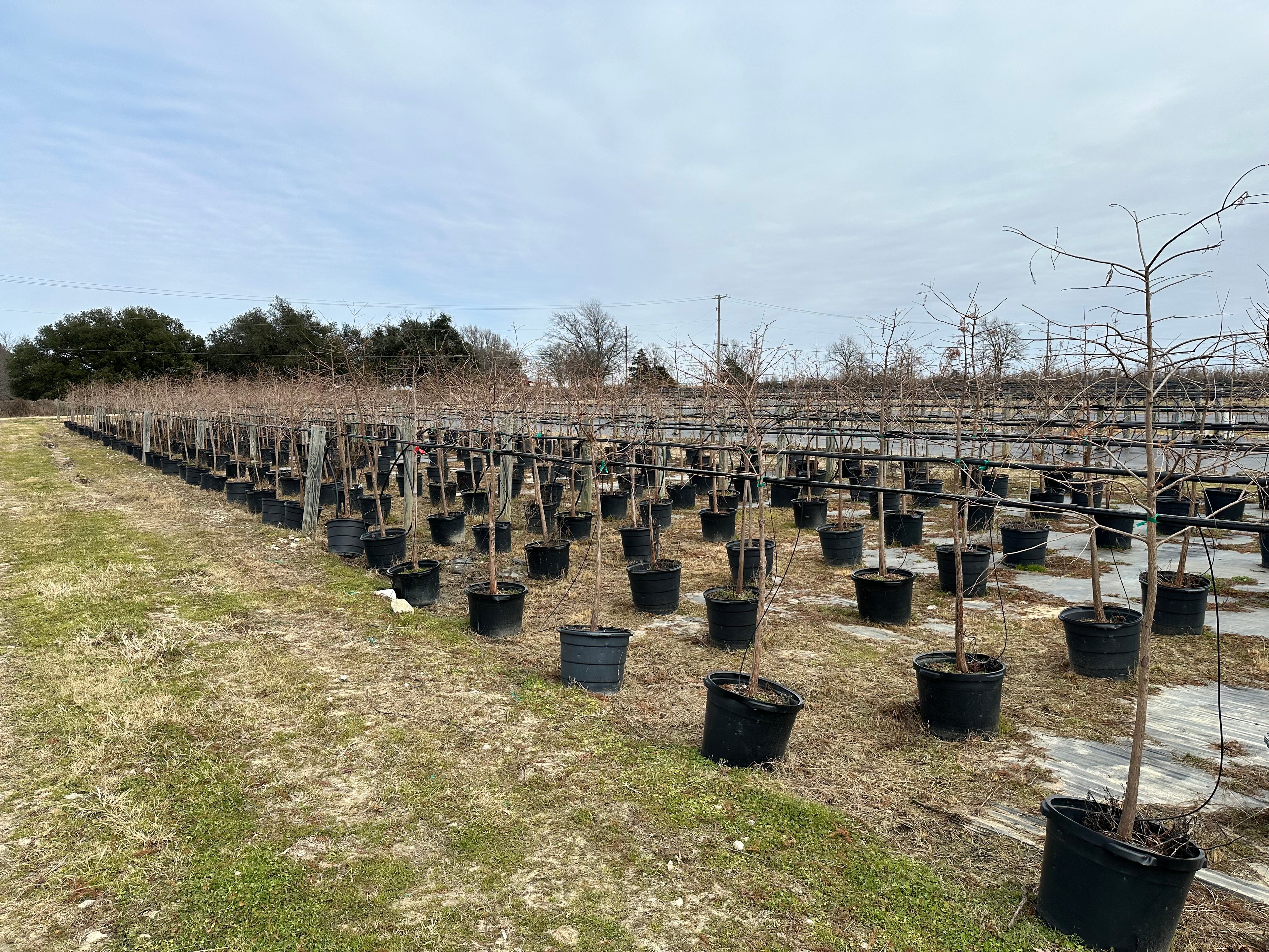 Bald Cypress