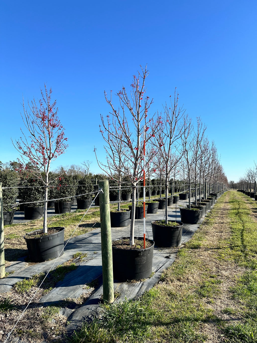 Drummond Red Maple