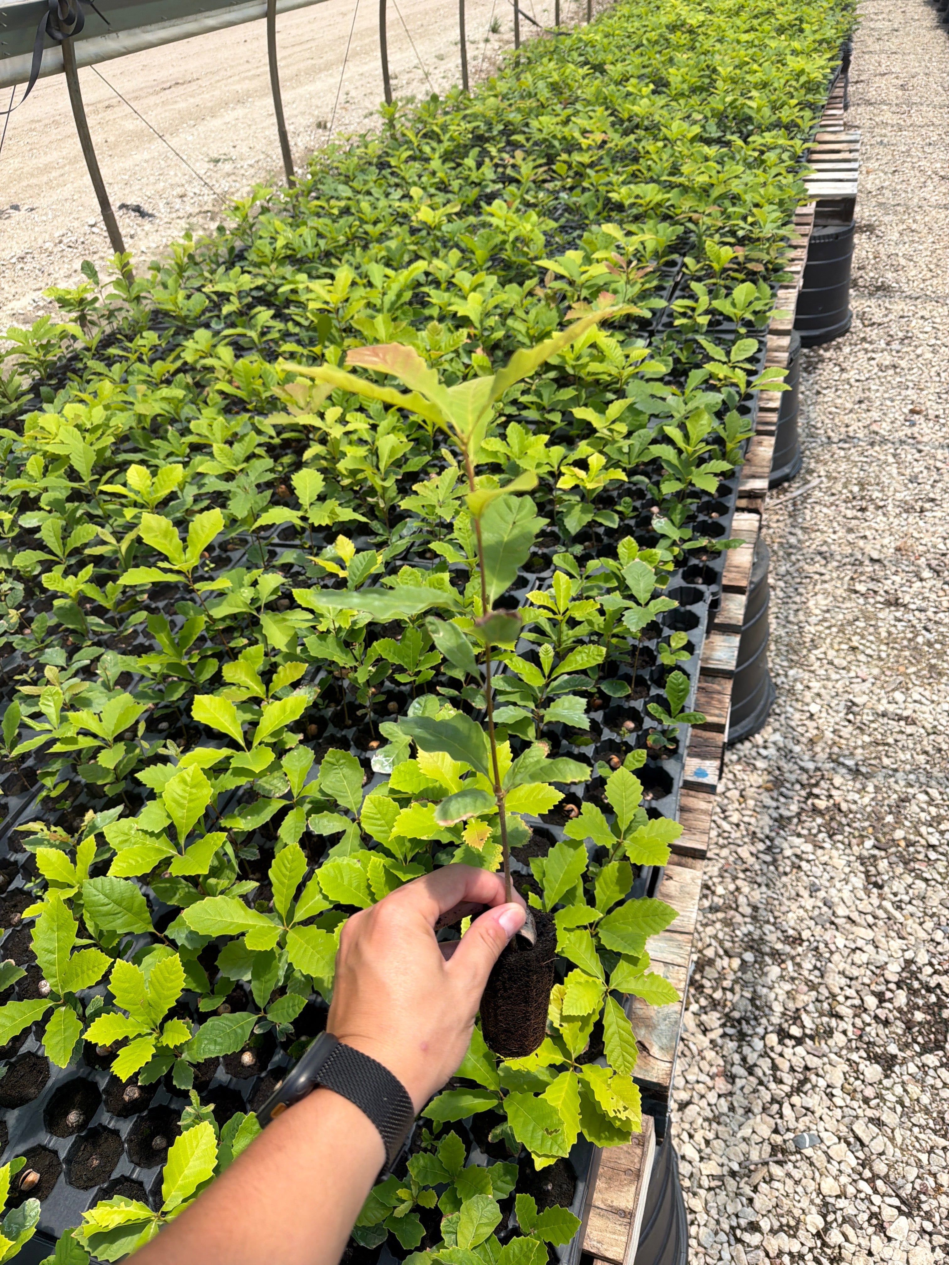 Chinquapin Oak